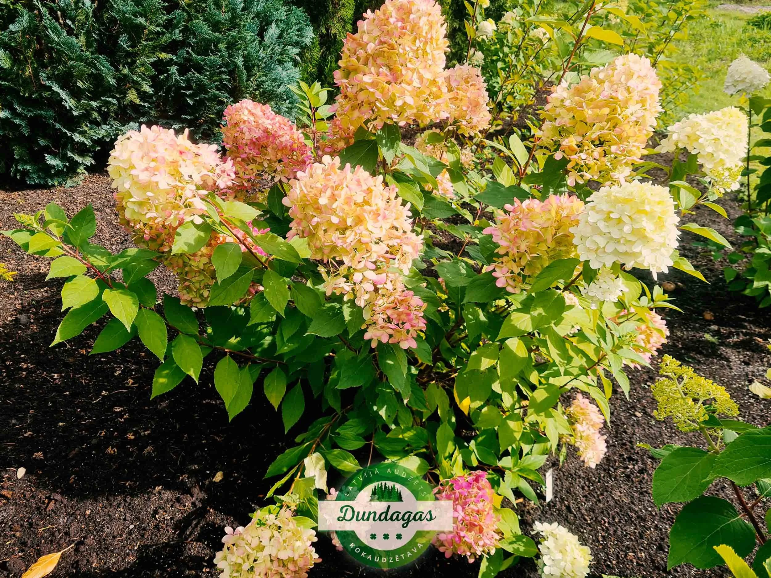 Hydrangea_paniculata_Hercules_1.jpg