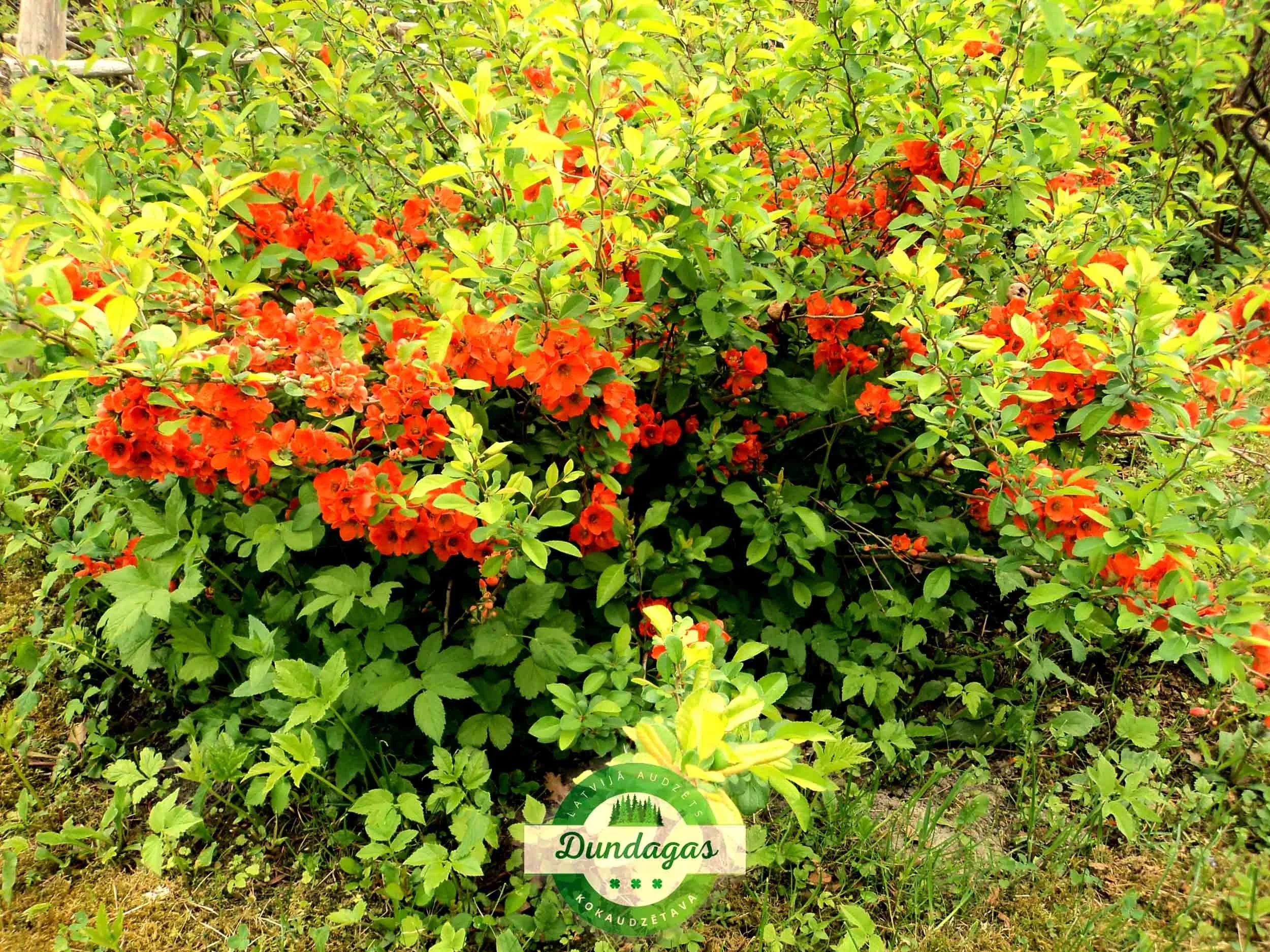Chaenomeles_japonica_1.jpg