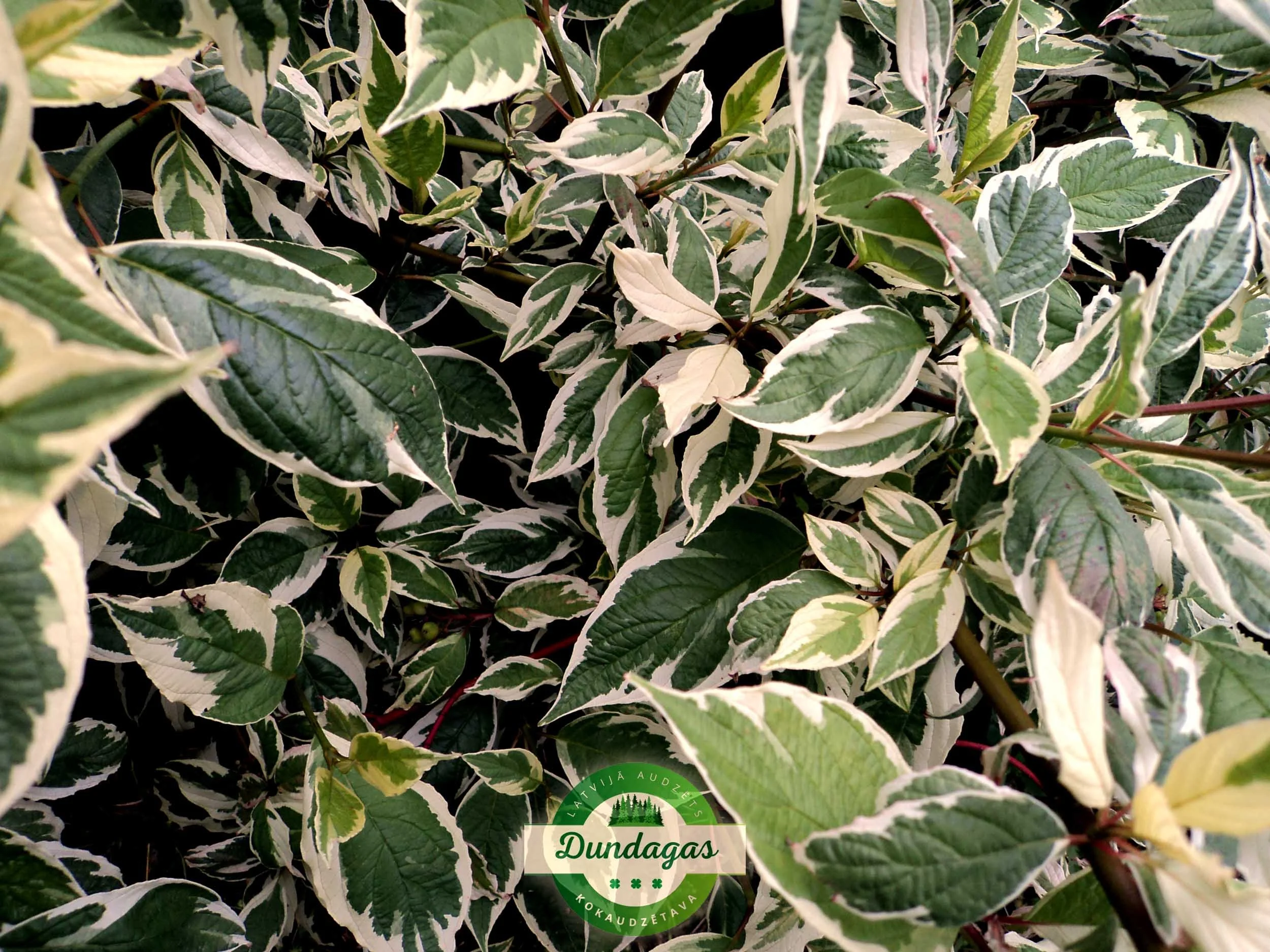 Cornus_alba_Elegantissima_2.jpg