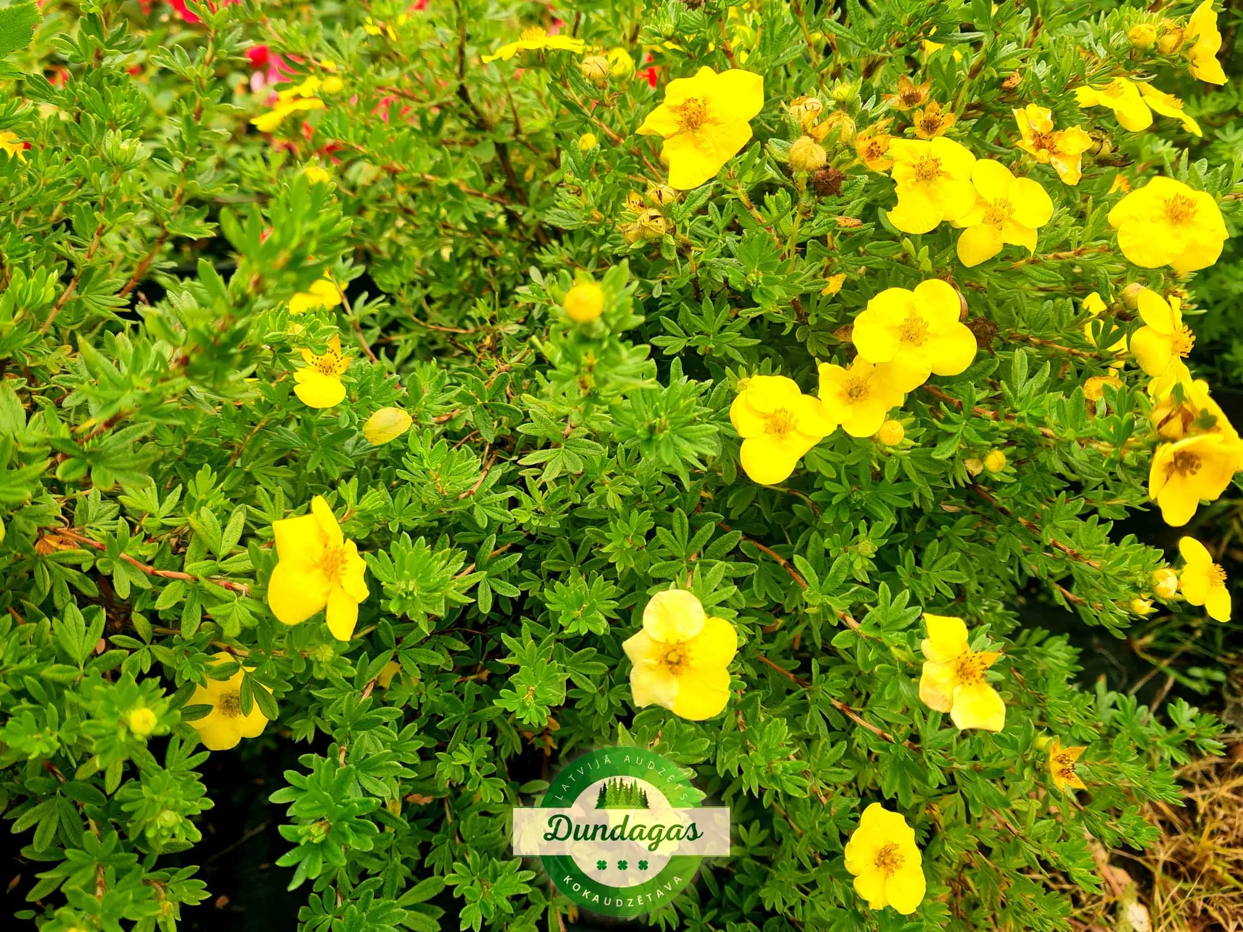 Potentilla_fruticosa_Kobold_1.jpg