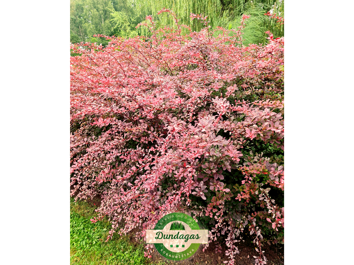 Berberis_thunbergii_Rose_Glow_1.png