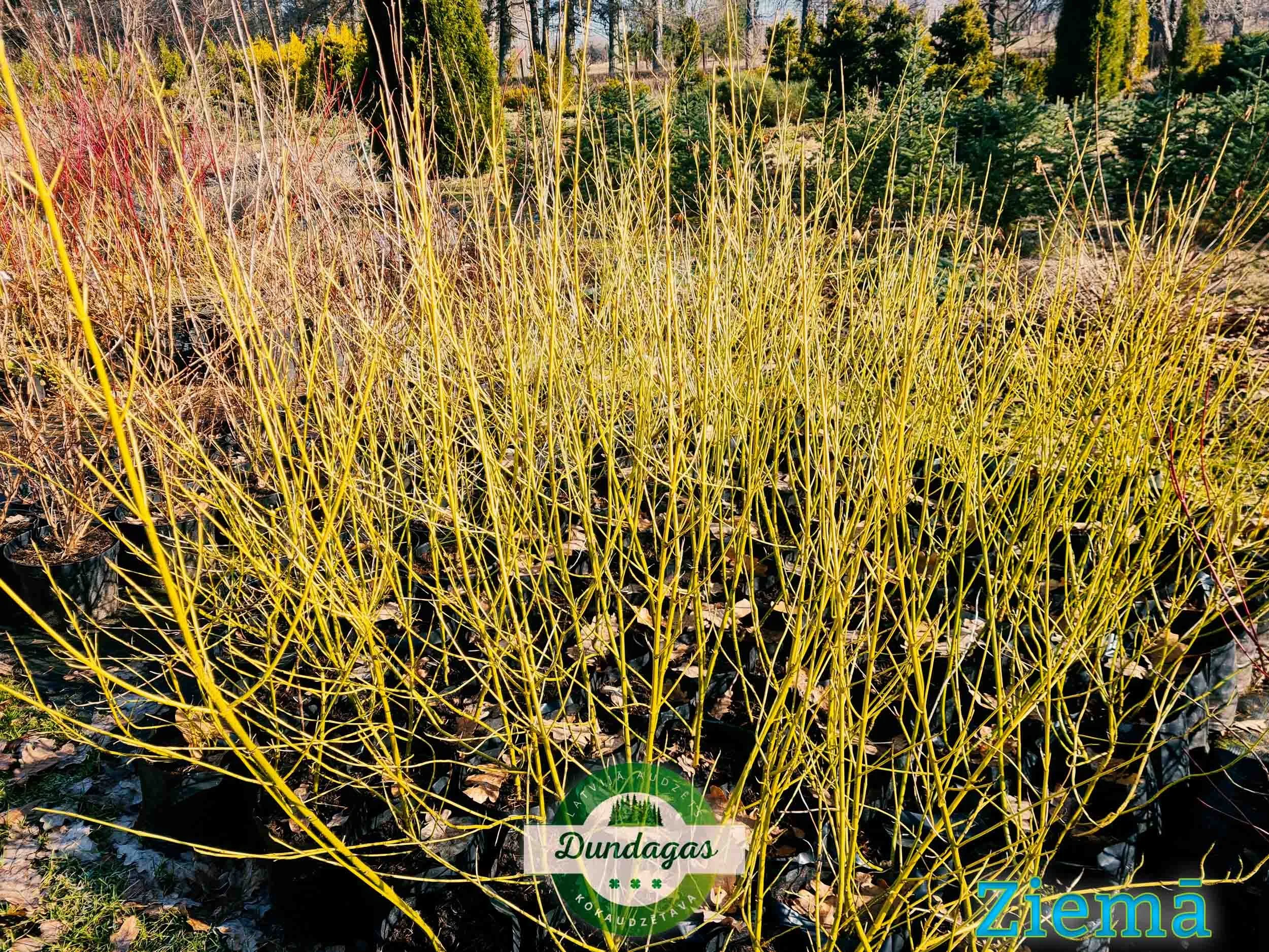 Cornus_sericea_White_Gold_ziema.jpg