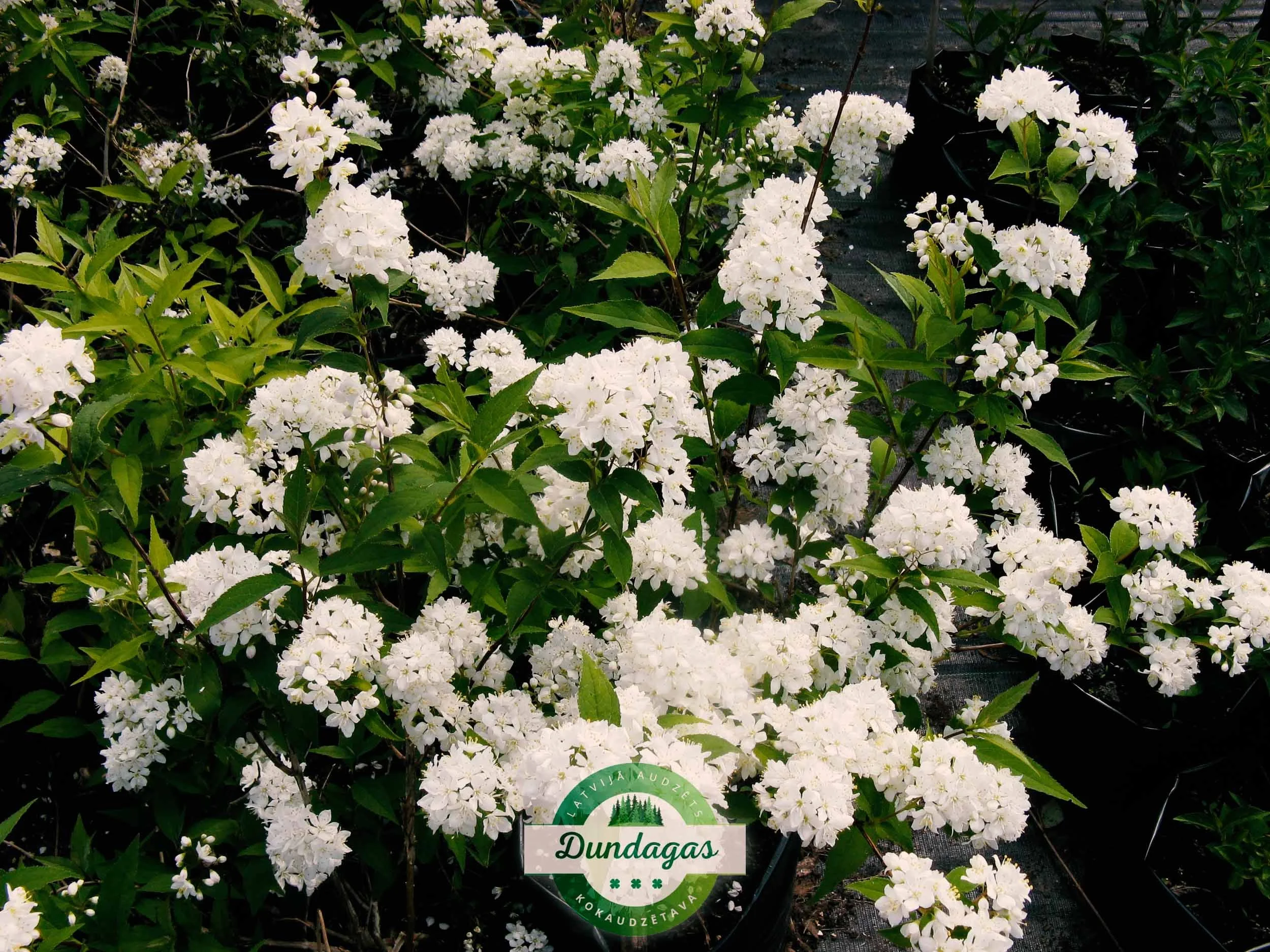 Deutzia_lemoinei_1_1.jpg
