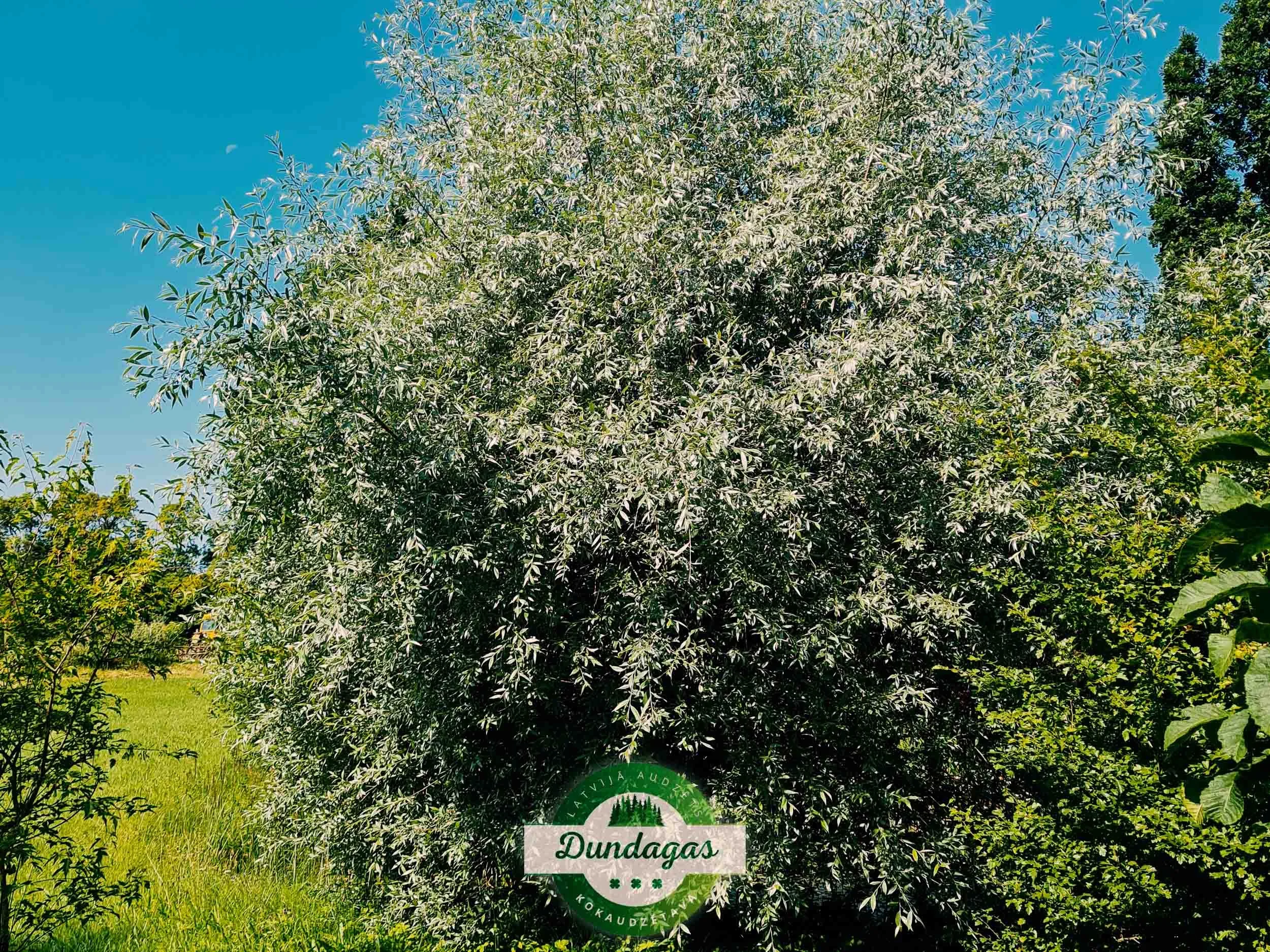 Salix_alba.jpg