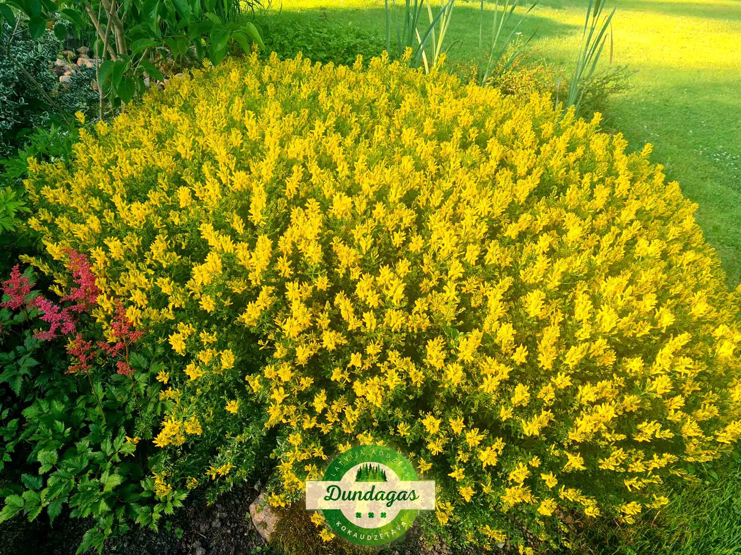 Genista_tinctoria_2.jpg