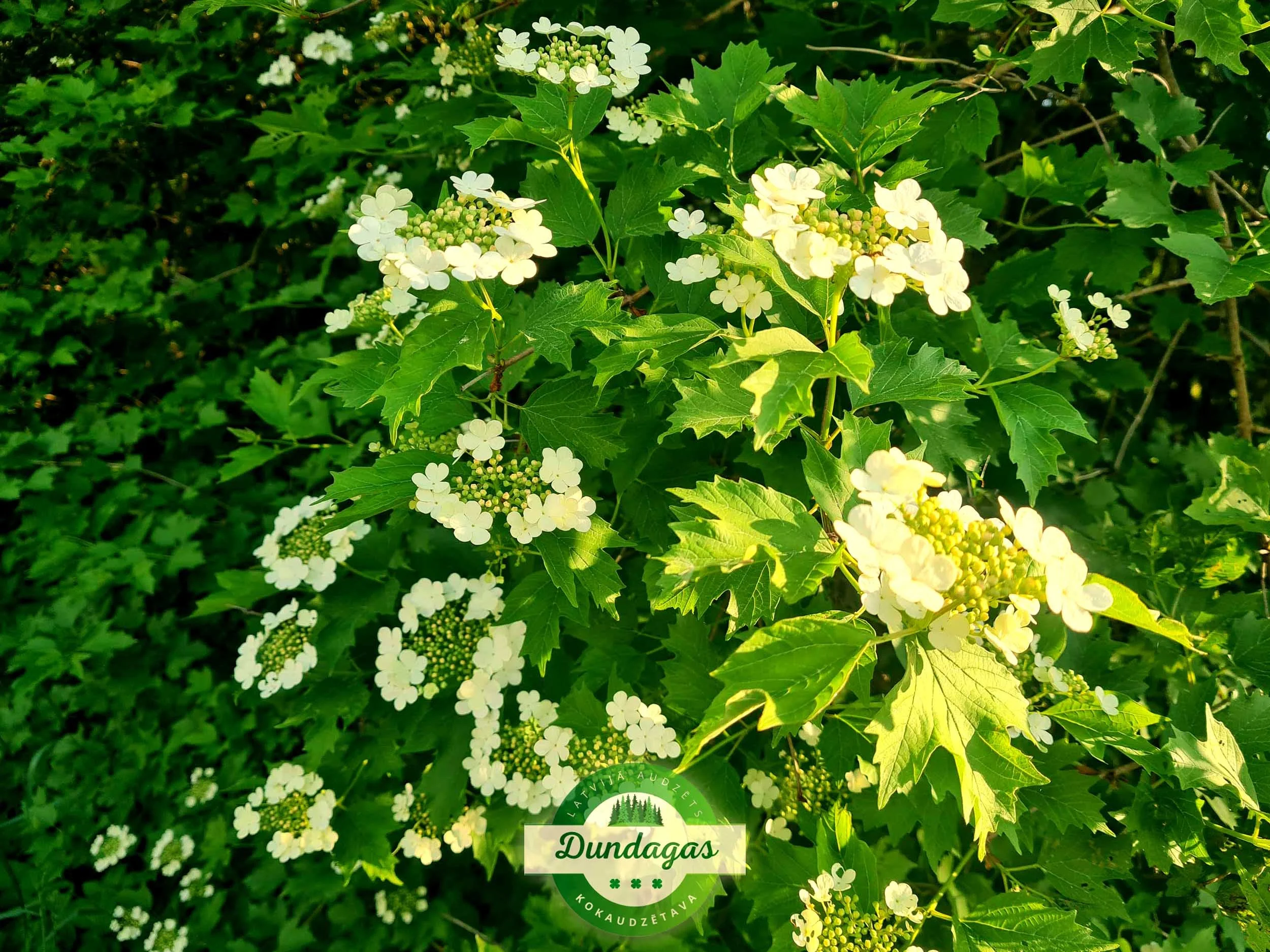 Viburnum_opulus_1.jpg
