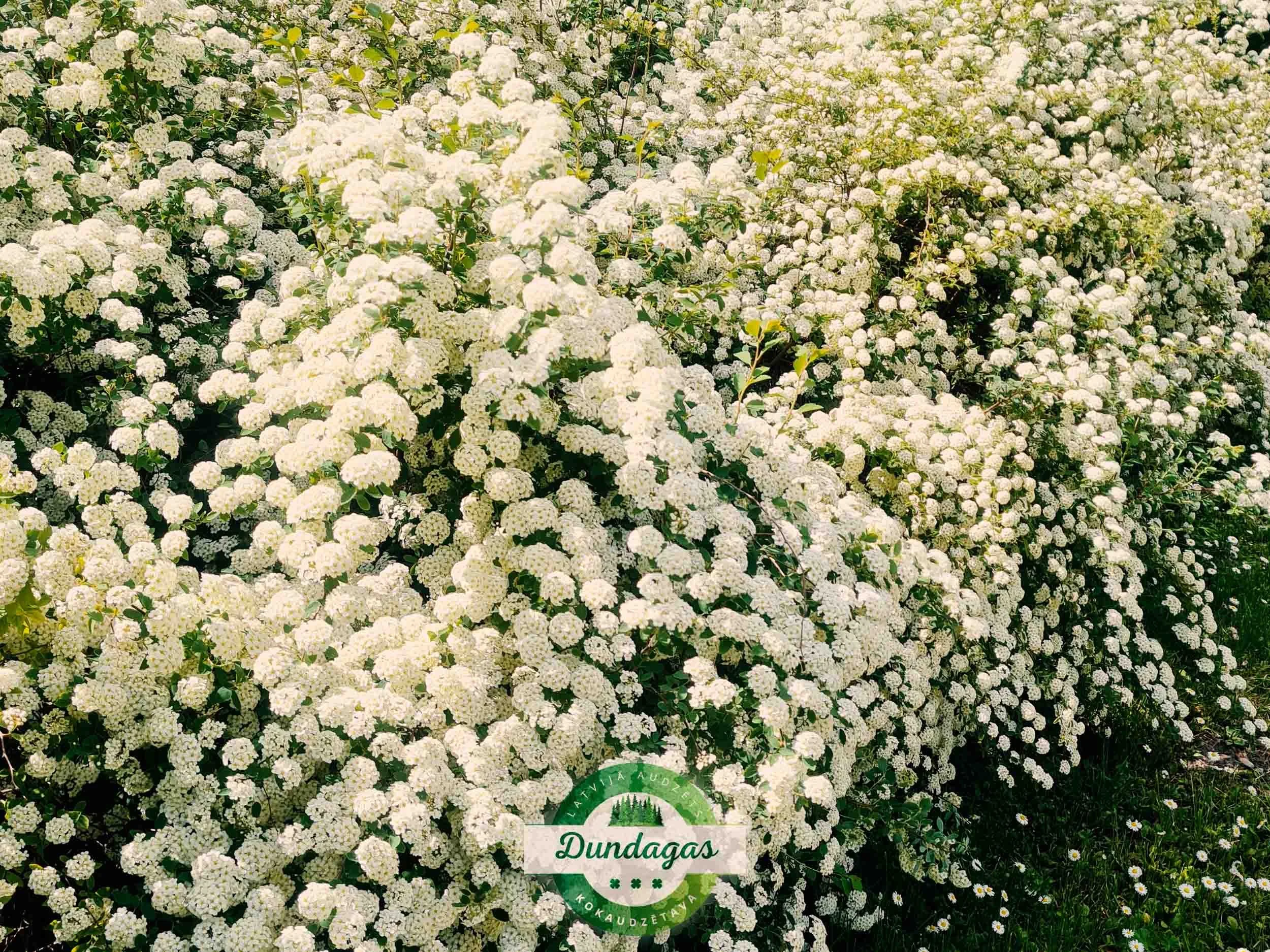 Spiraea_vanhouttei_1.jpg