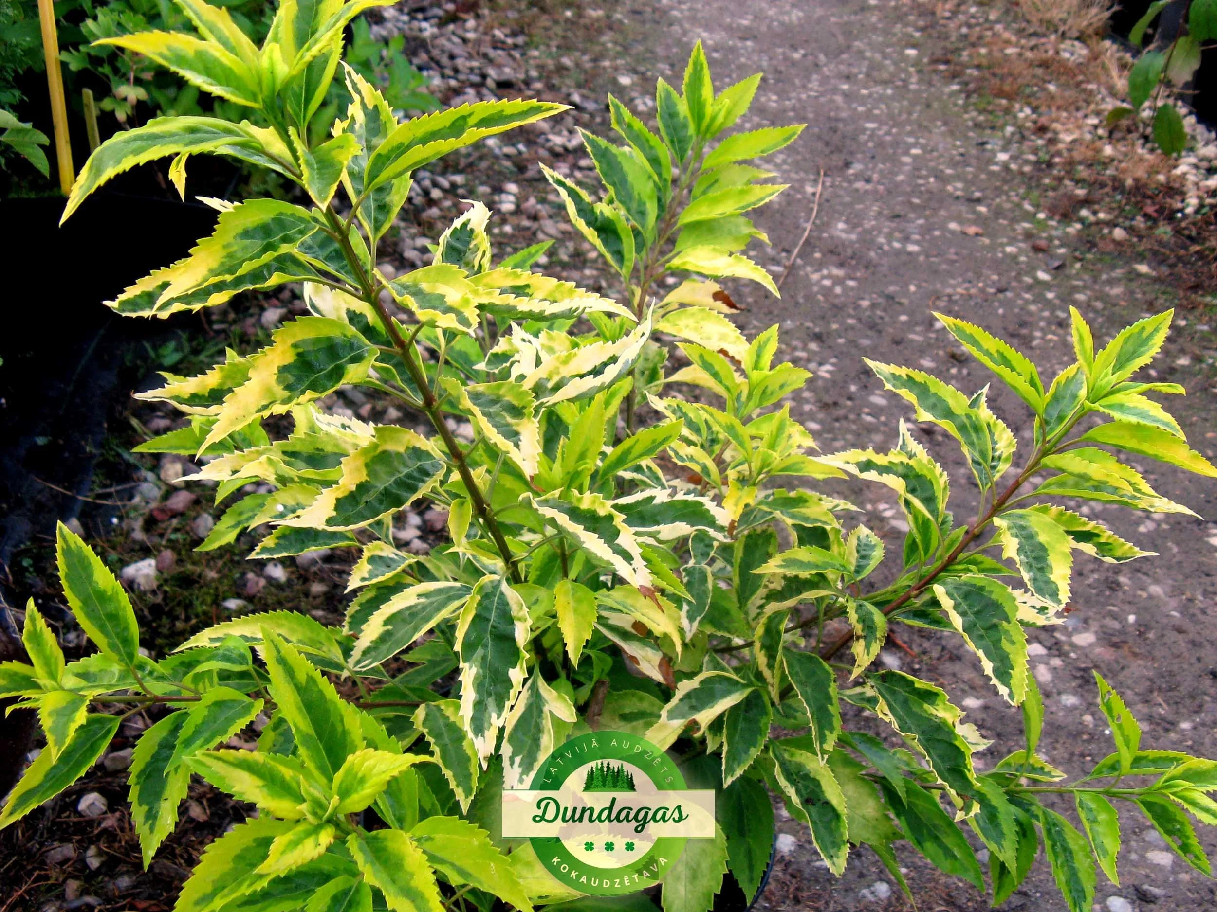 Forsythia_Golden_Time_3.jpg