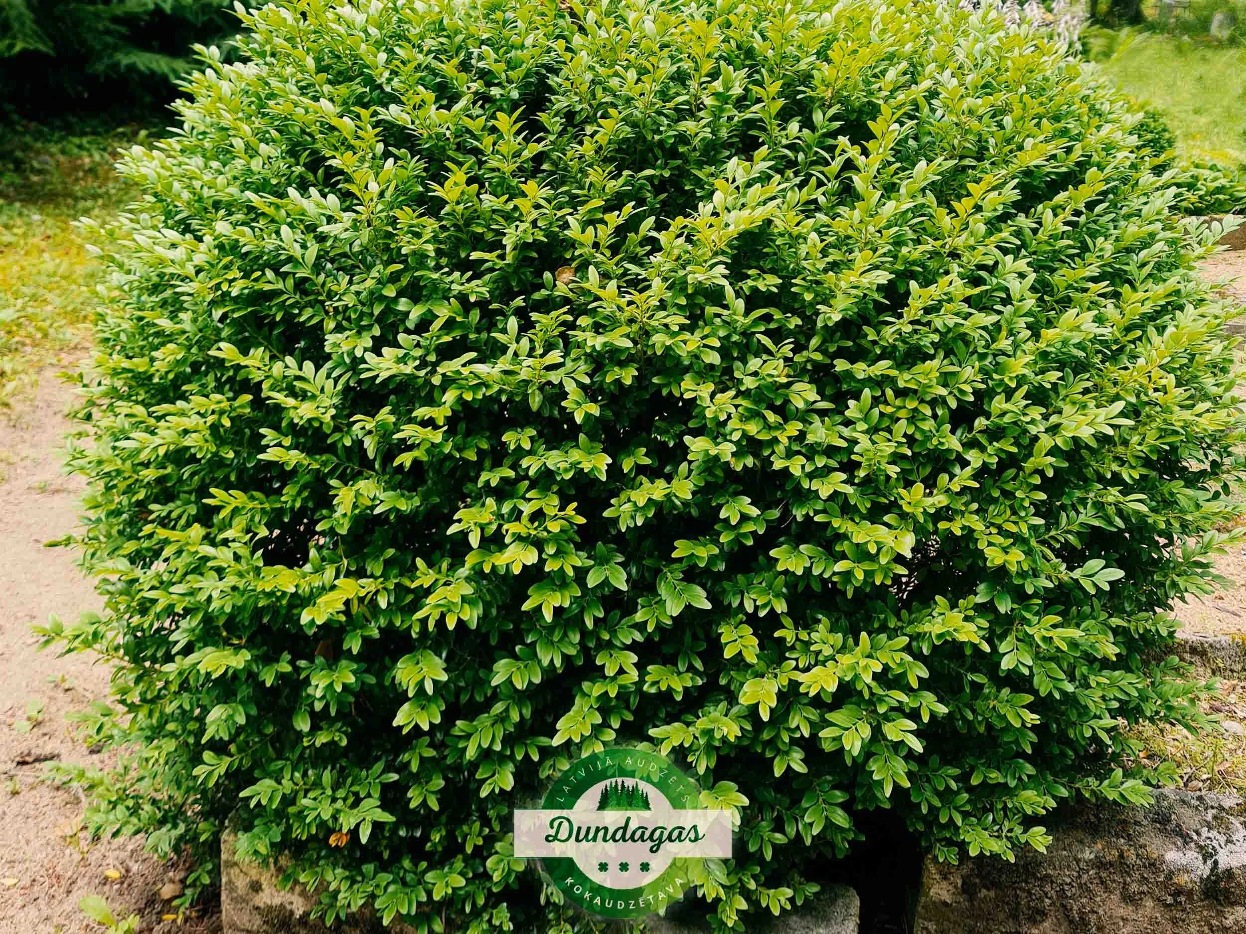 Buxus_sempervirens.jpg