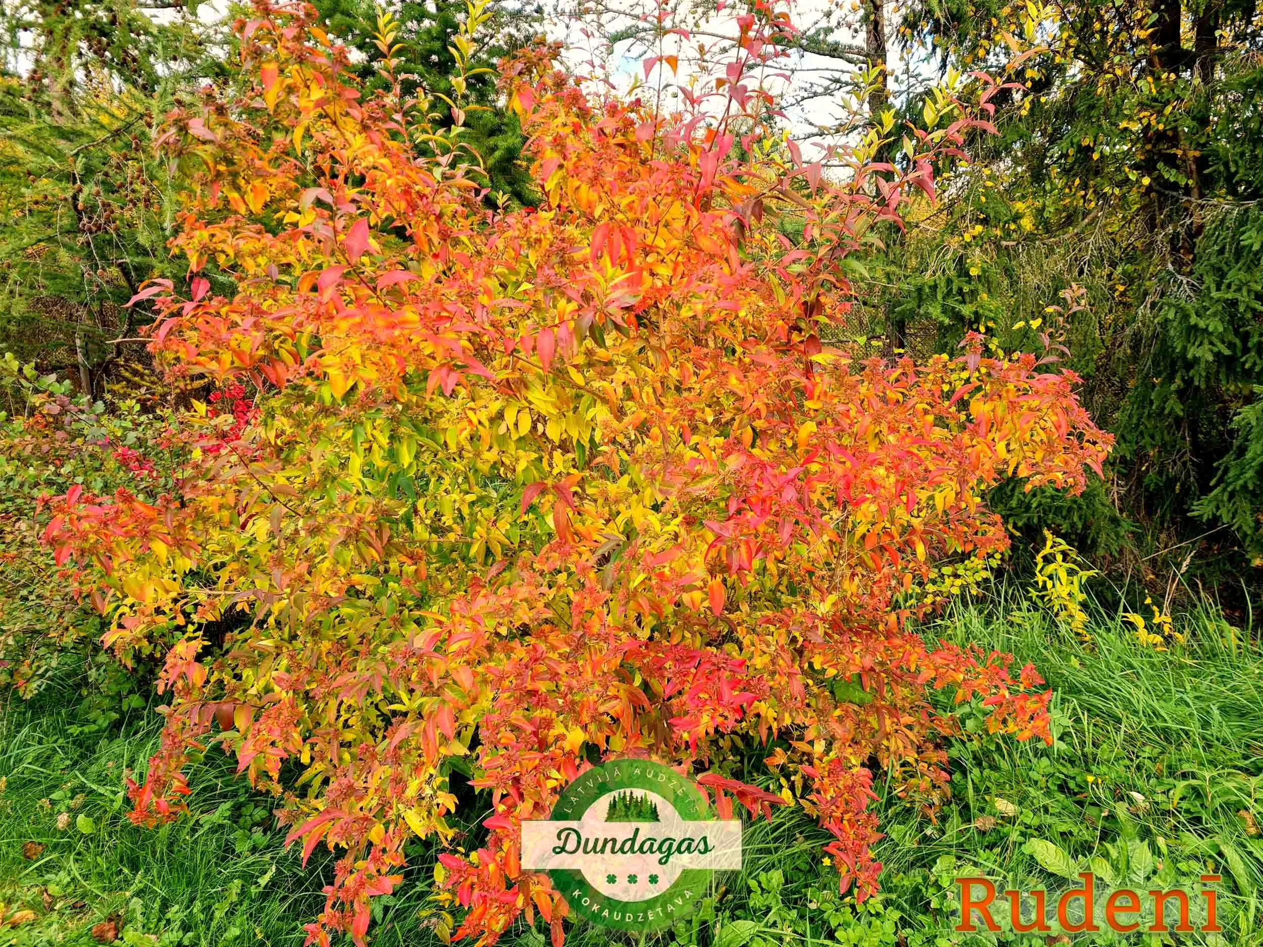Abelia_mosanensis_3_rudeni_1.jpg