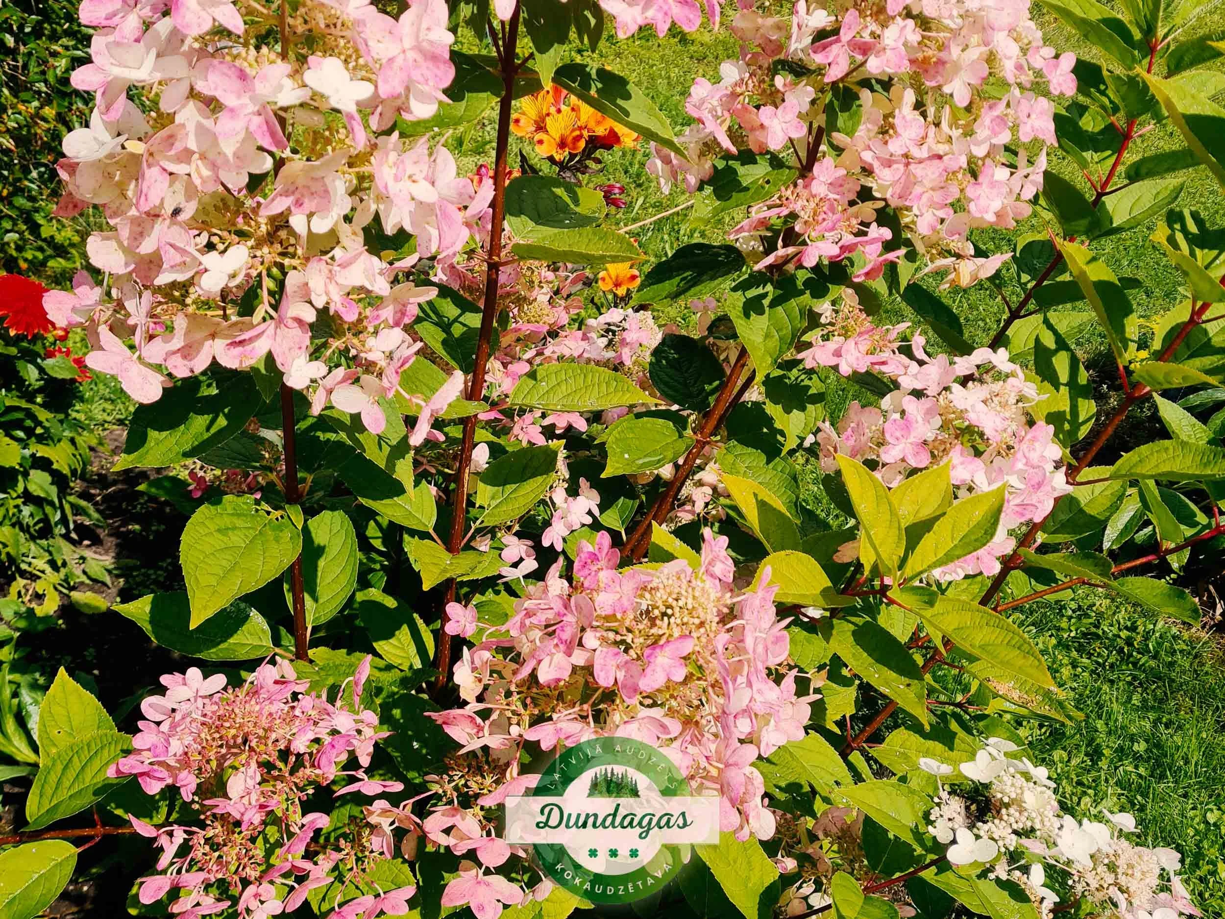 Hydrangea_paniculata_Wims_Red_2.jpg