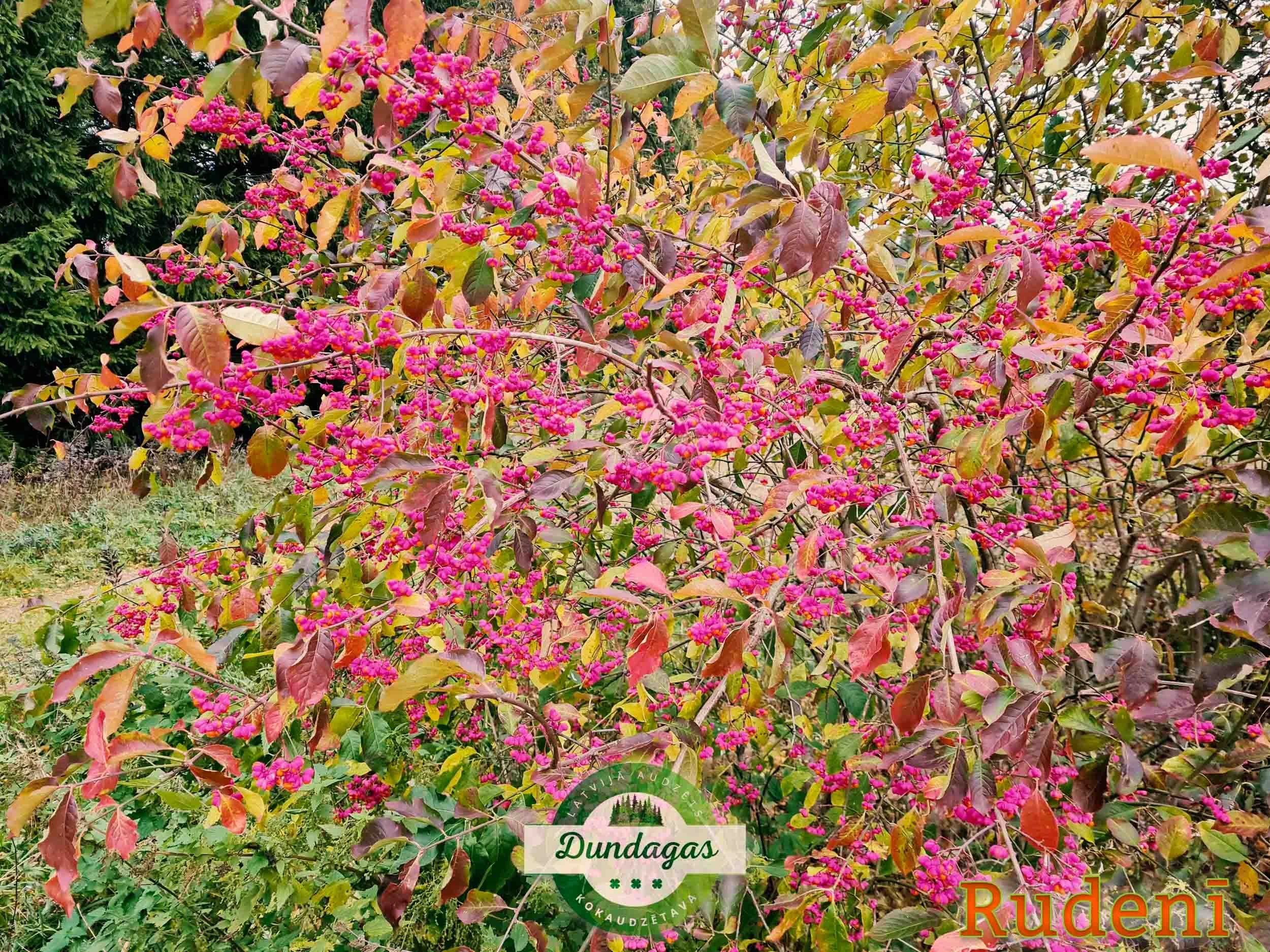 Euonymus_europaeus_rudeni_2.jpg