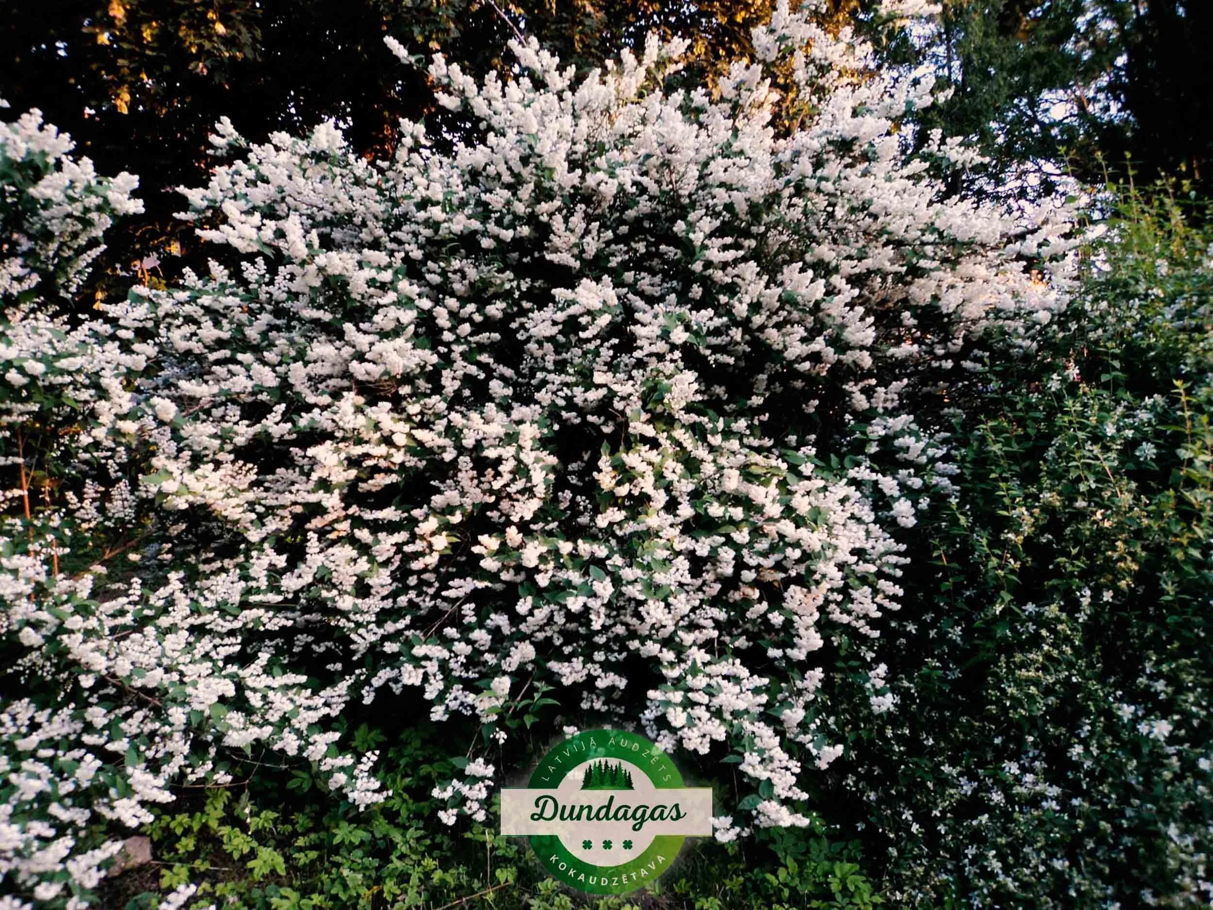 Deutzia_scabra_Candidissima_1.jpg