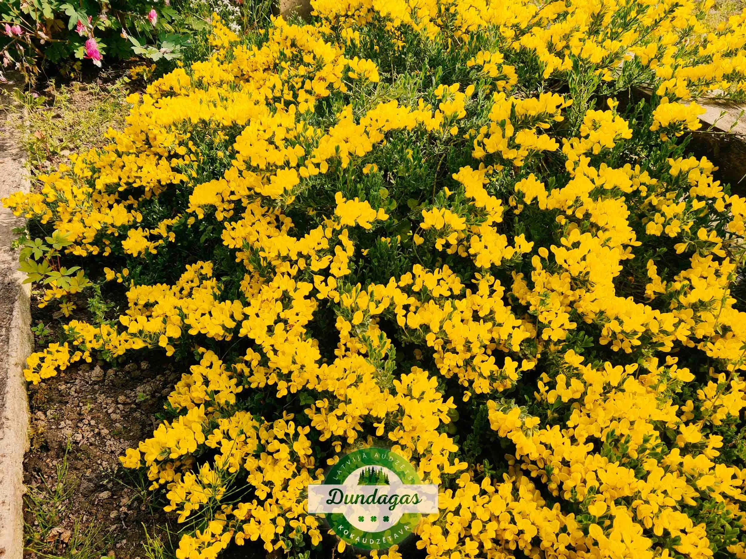 Chamaecytisus_decumbens_2.jpg