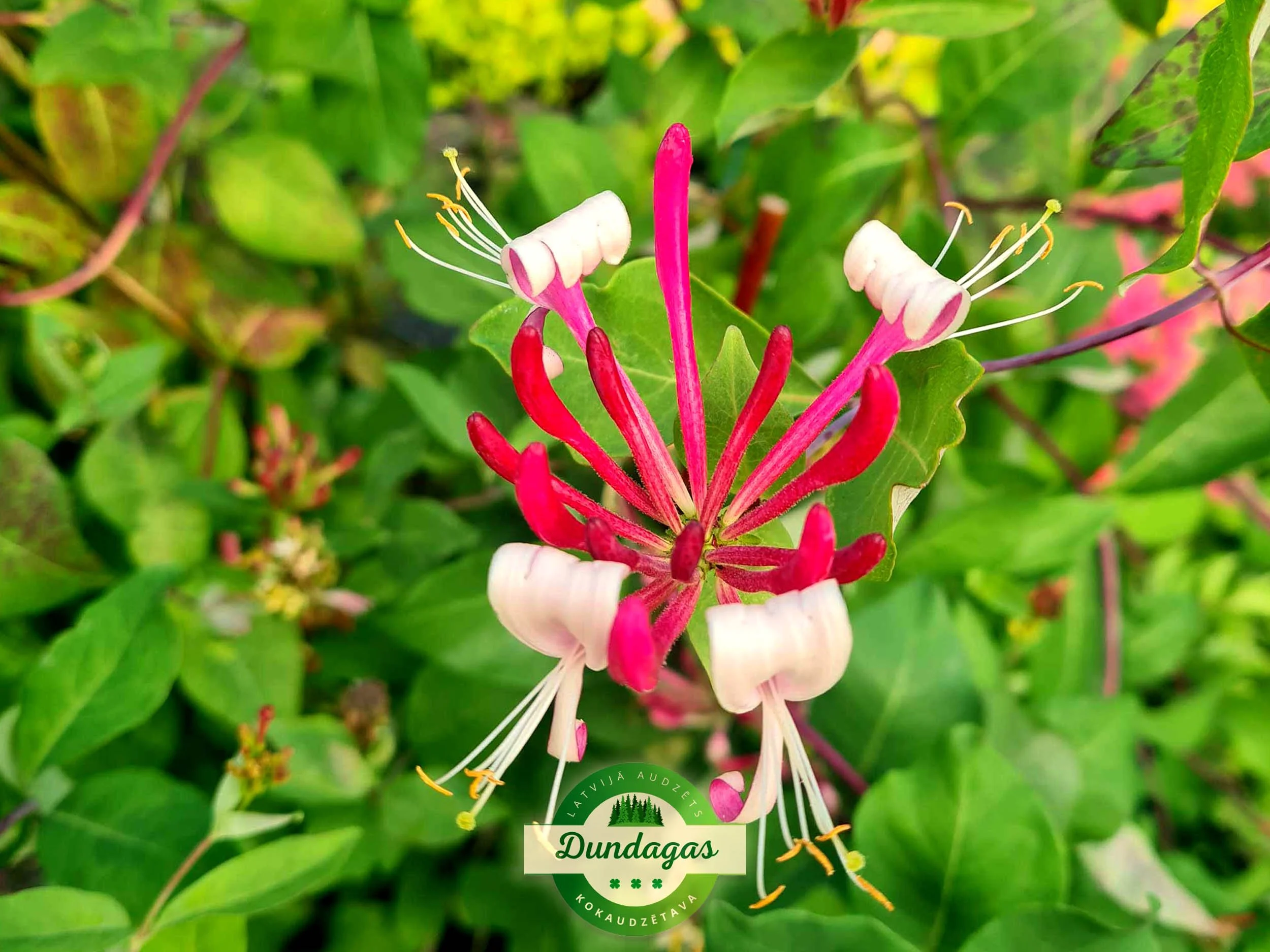 Lonicera_periclymenum_2.jpg