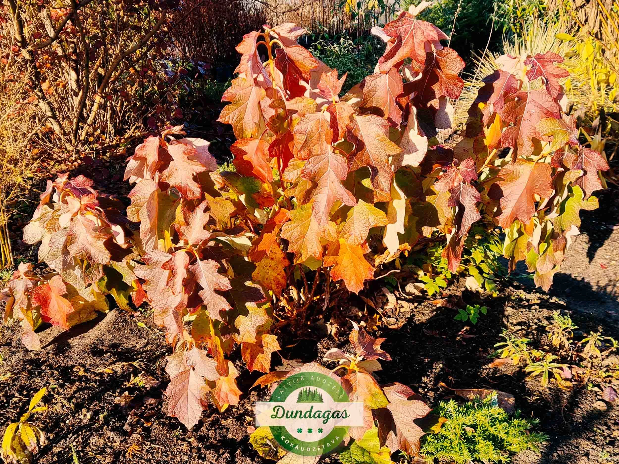 Hydrangea_quercifolia_rudeni.jpg