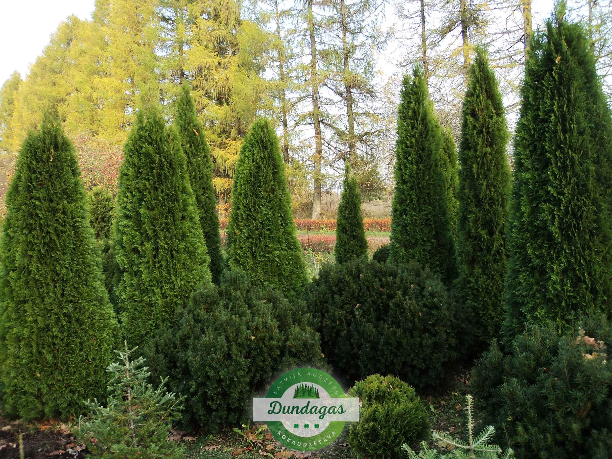 Thuja_occidentalis_Smaragd.jpg