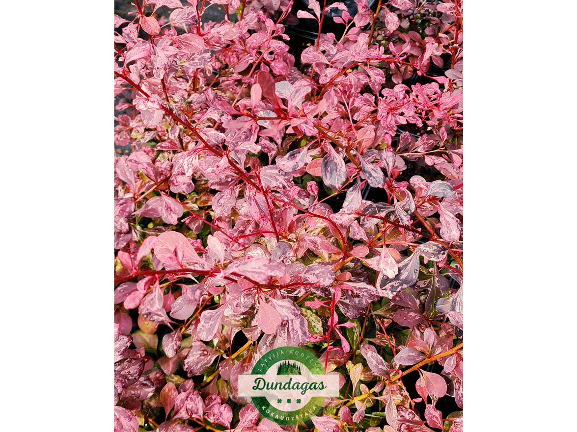 Berberis_thunbergii_Rose_Glow_3.png