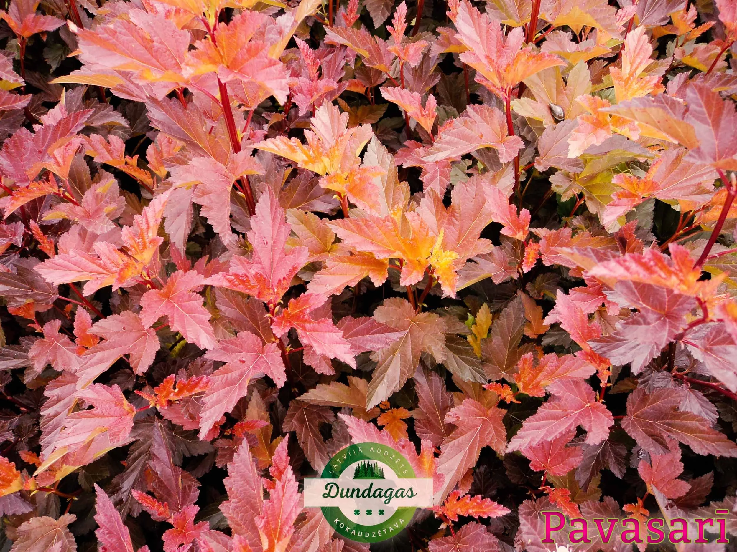 Physocarpus_opulifolius_Diable_Dor_pavasari.jpg