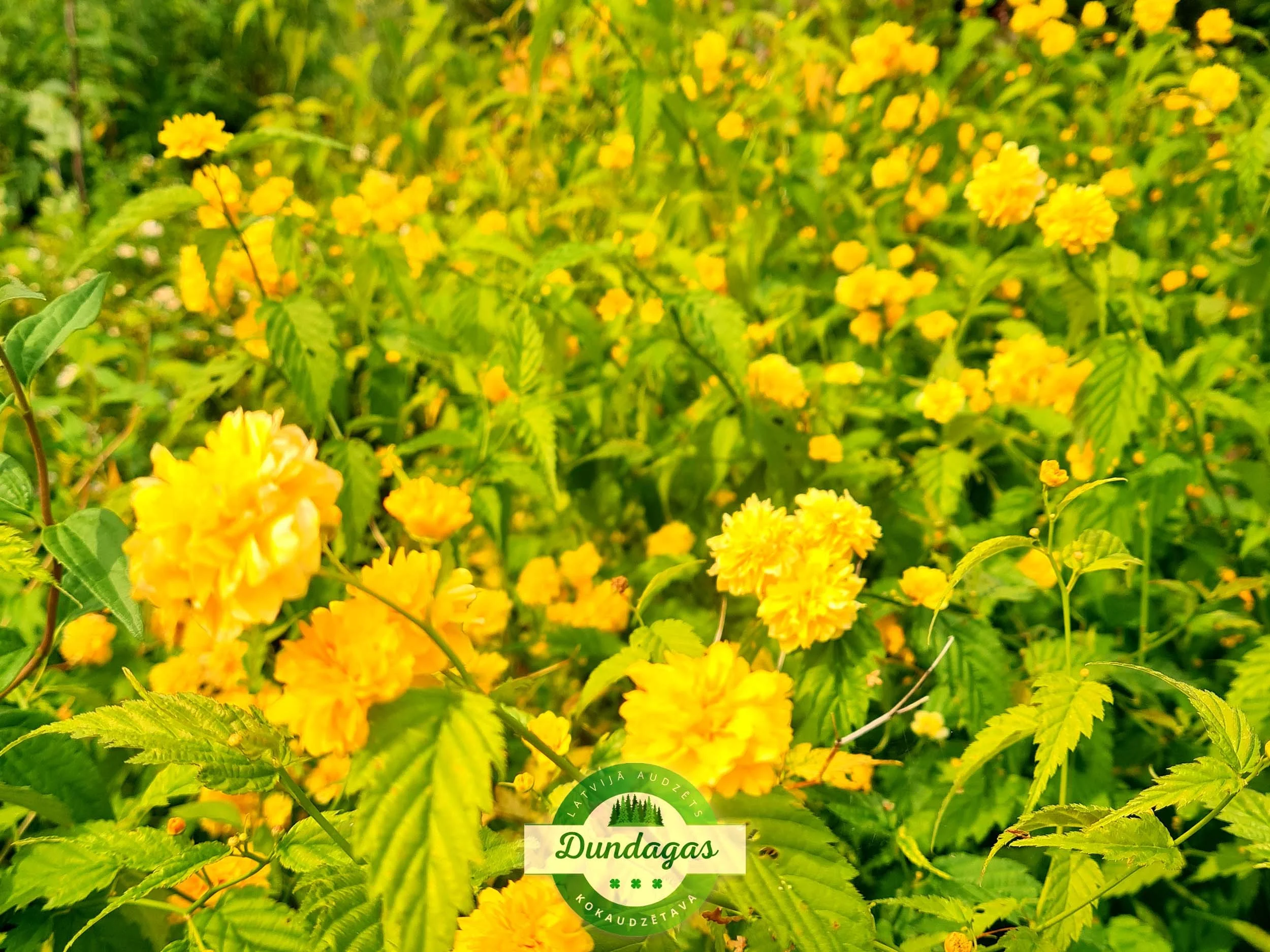 Kerria_japonica_Pleniflora.jpg