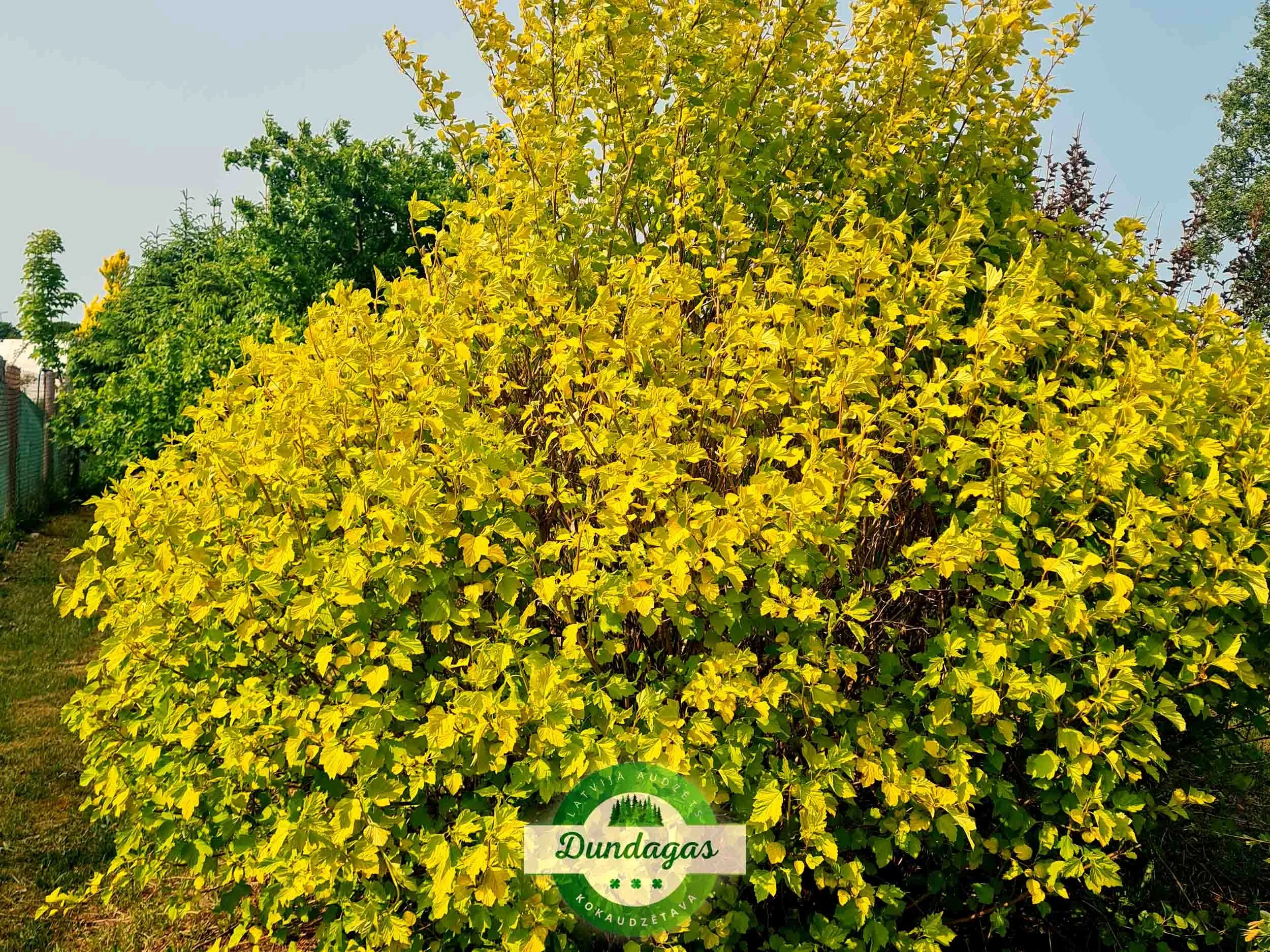 Physocarpus_opulifolius_Darts_Gold.jpg