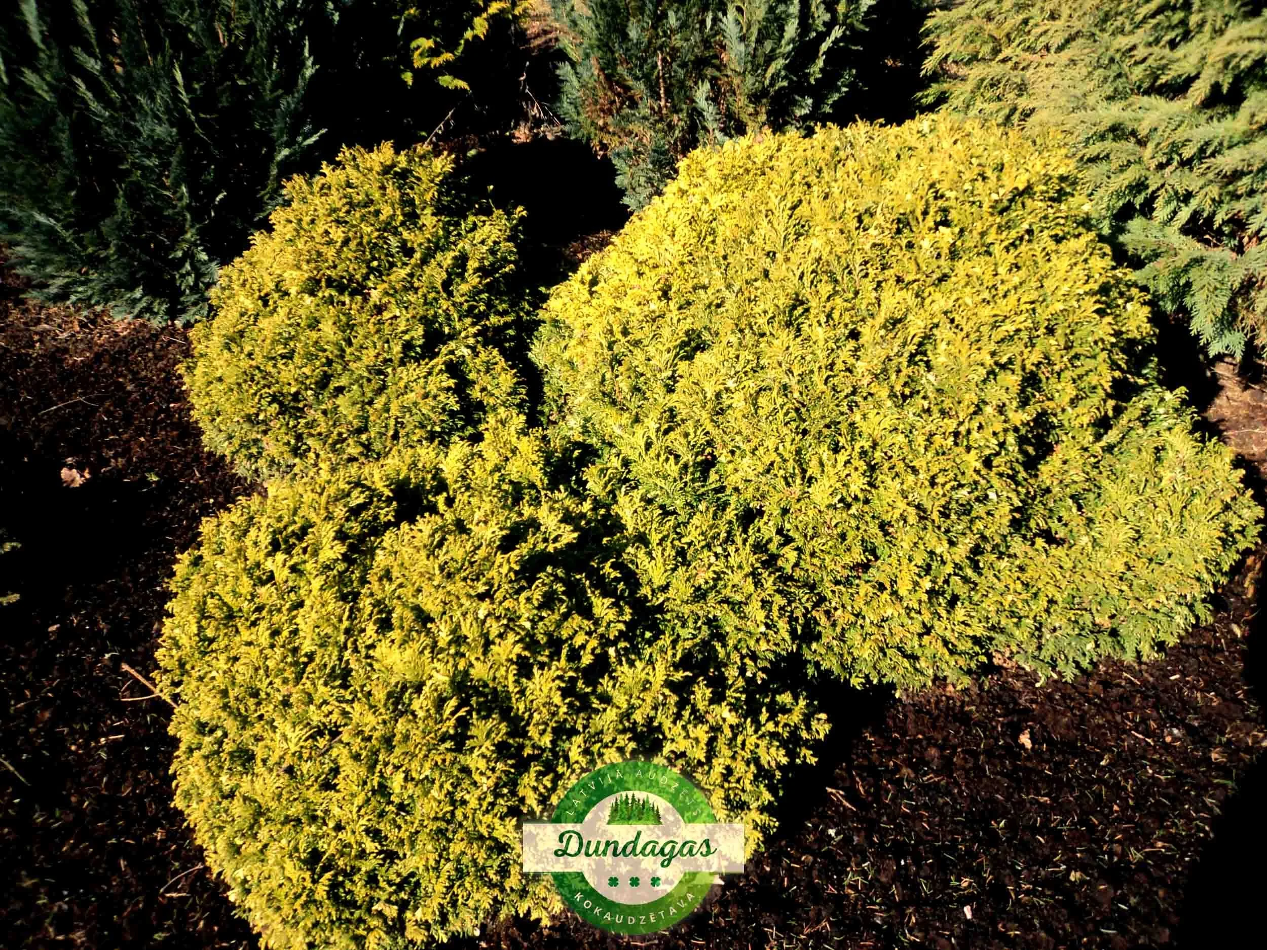 Chamaecyparis_pisifera_Nana_Aureovariegata.jpg
