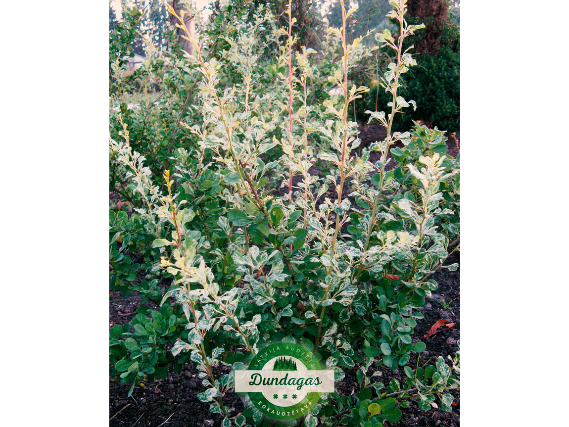 Berberis_thunbergii_Silver_Beauty_1.png