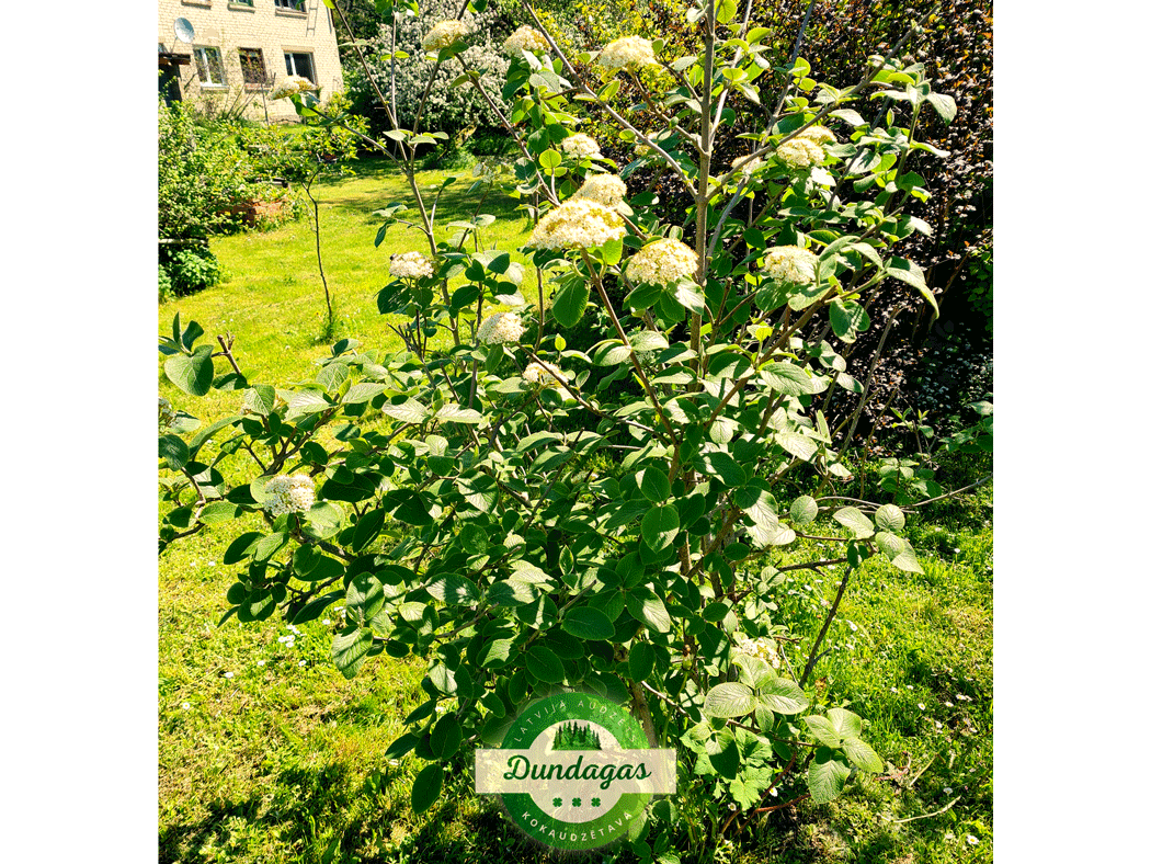 Viburnum_lantana_1.png
