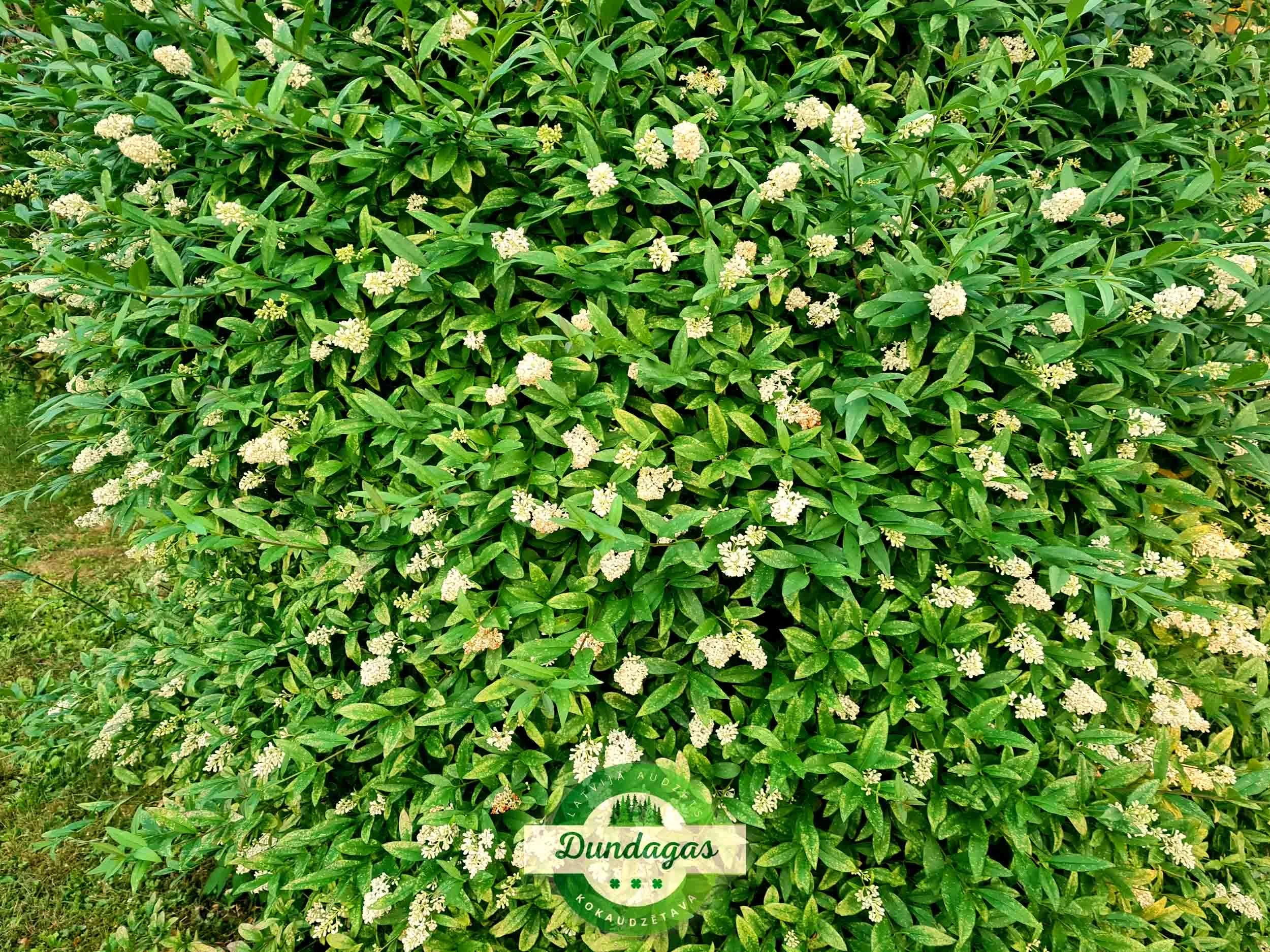 Ligustrum_vulgare_1.jpg