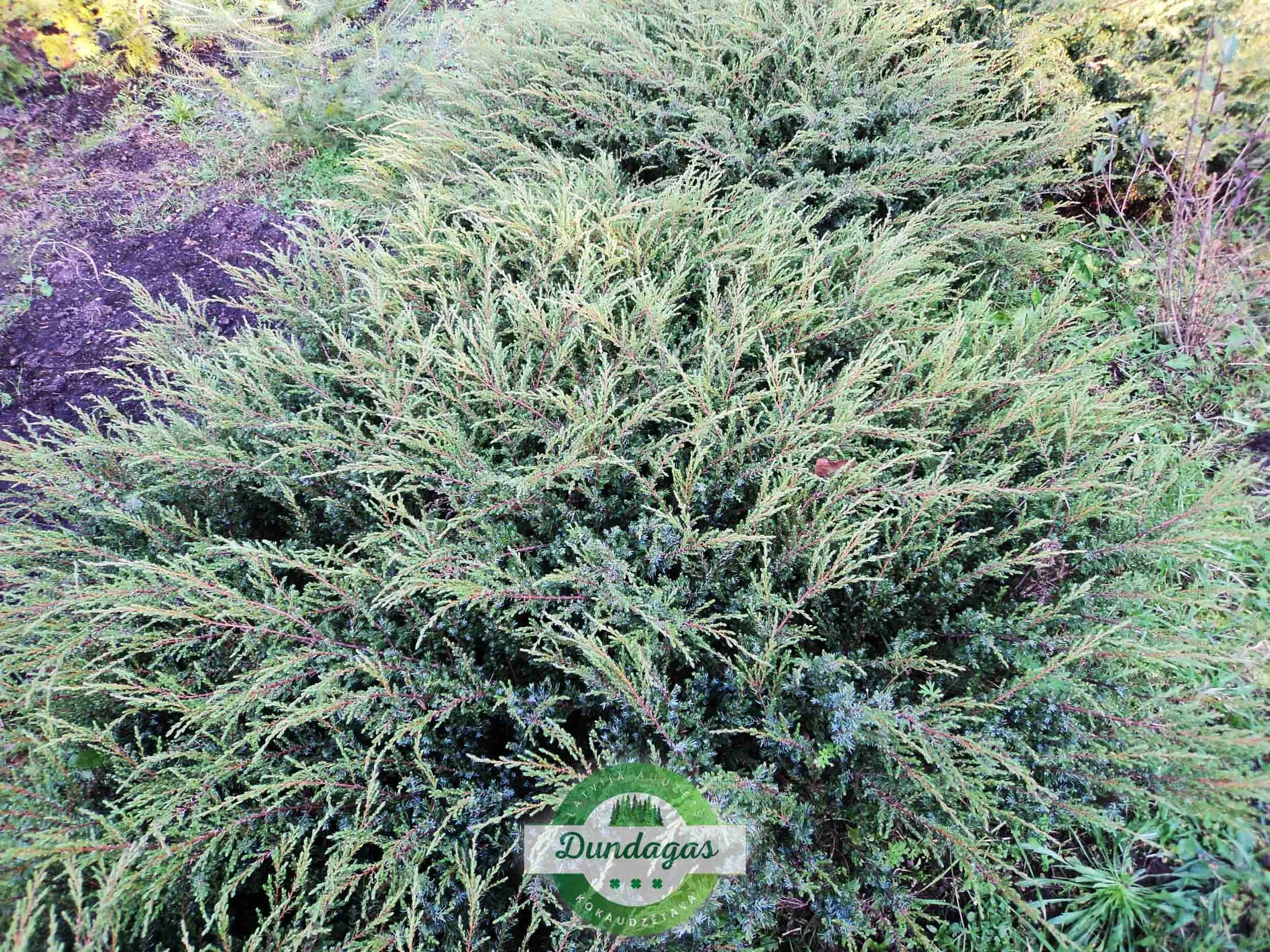 Juniperus_communis_Repanda.jpg