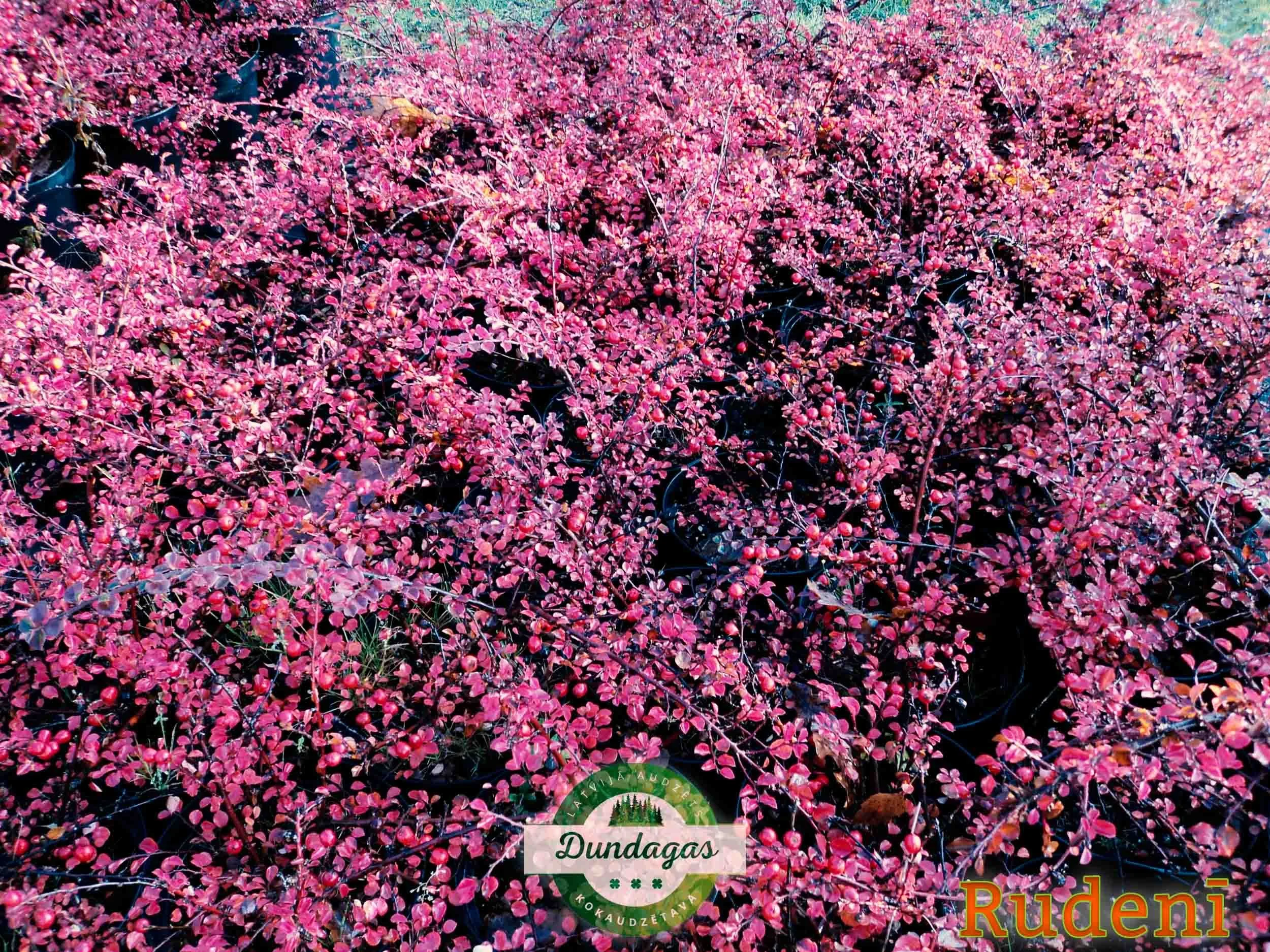 Cotoneaster_nanshan_rudeni.jpg