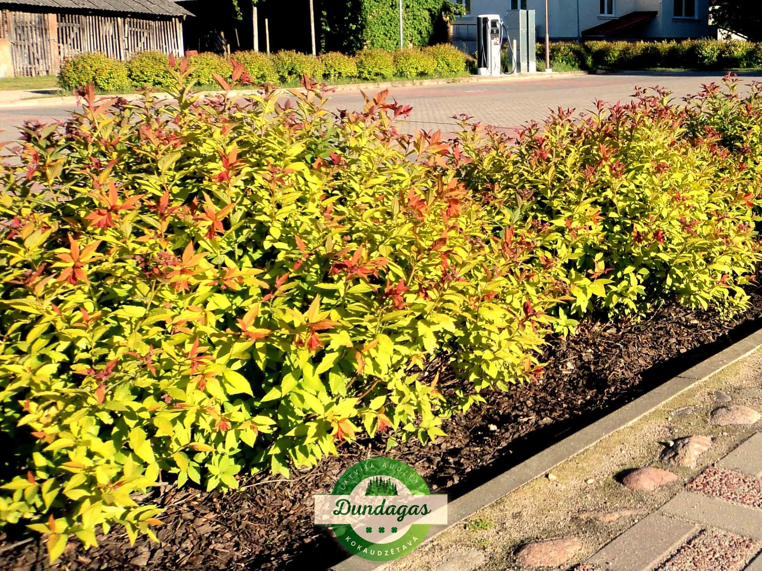 Spiraea_japonica_Goldflame_1.jpg