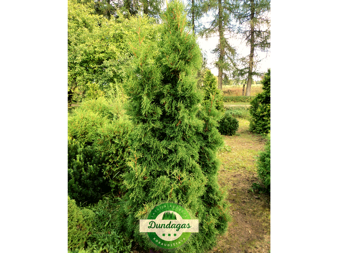 Thuja_occidentalis_Dumosa.png