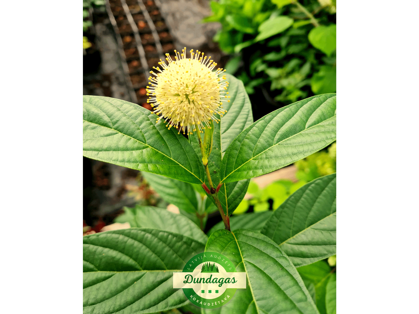 Cephalanthus_occidentalis_2.png