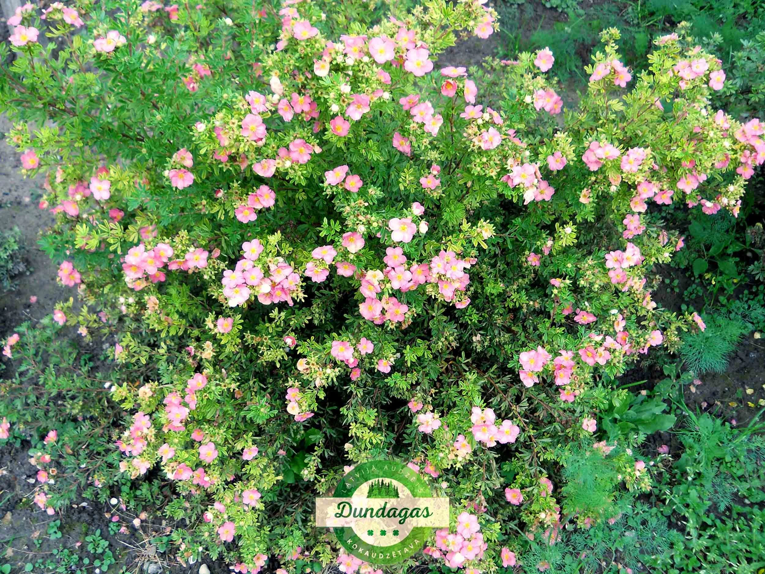 Potentilla_fruticosa_Lovely_Pink_2.jpg