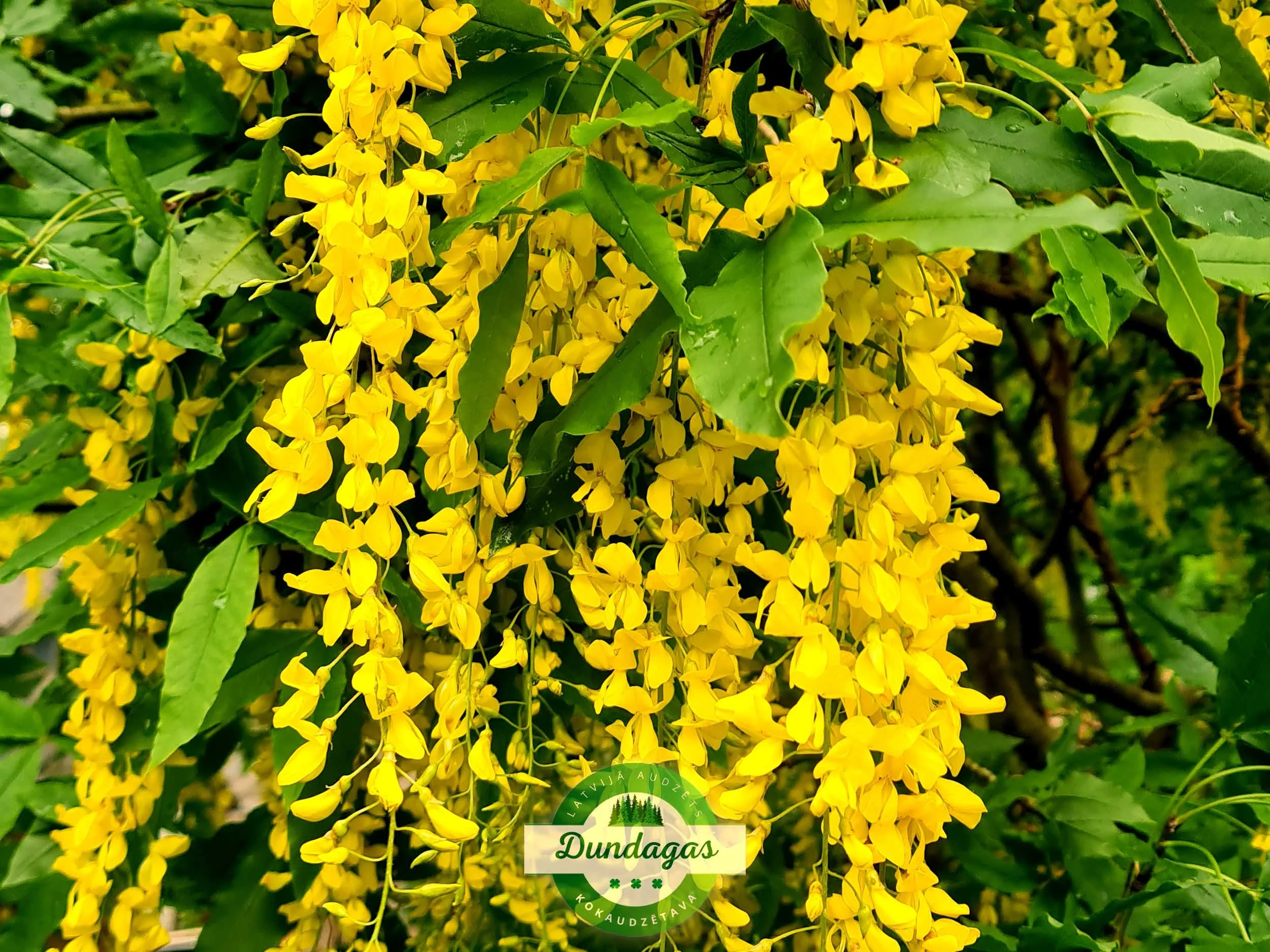 Laburnum_anagyroides_2.jpg
