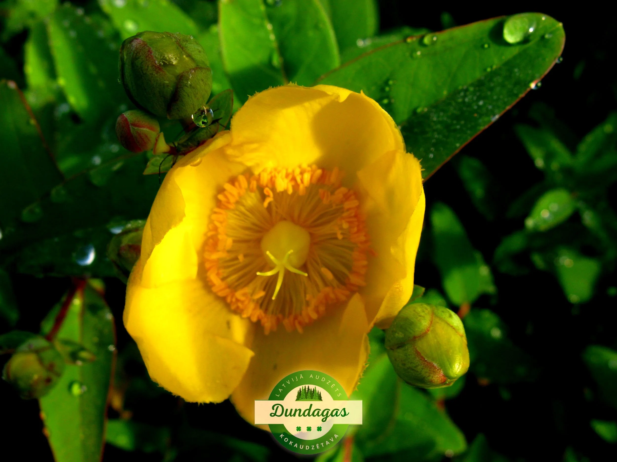 Hypericum_Rowallane_1.jpg