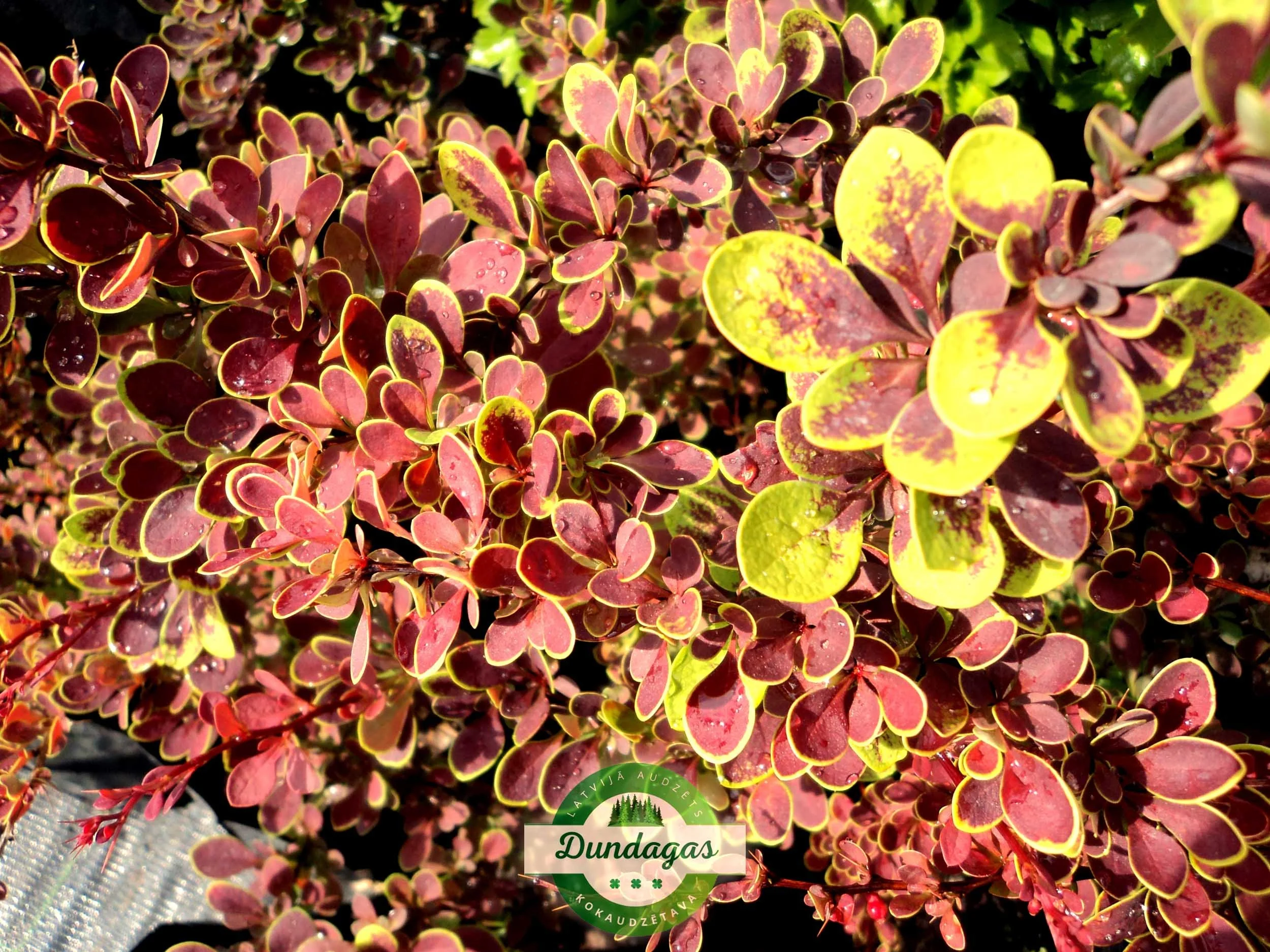 Berberis_thunbergii_Golden_Ring_1.jpg