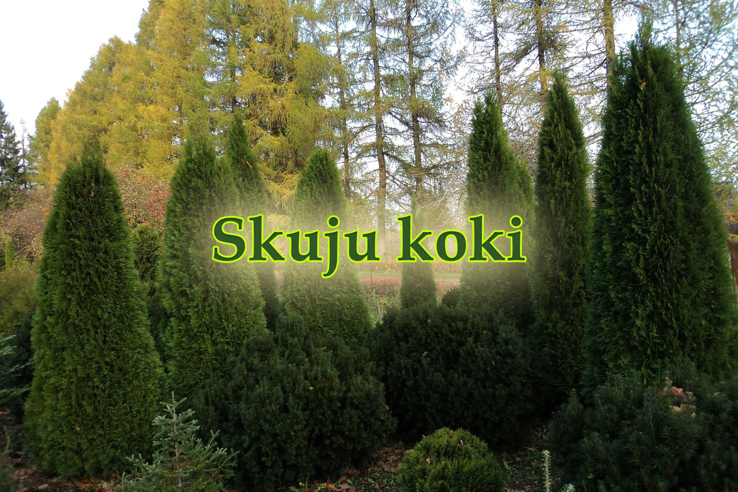 Skuju koki