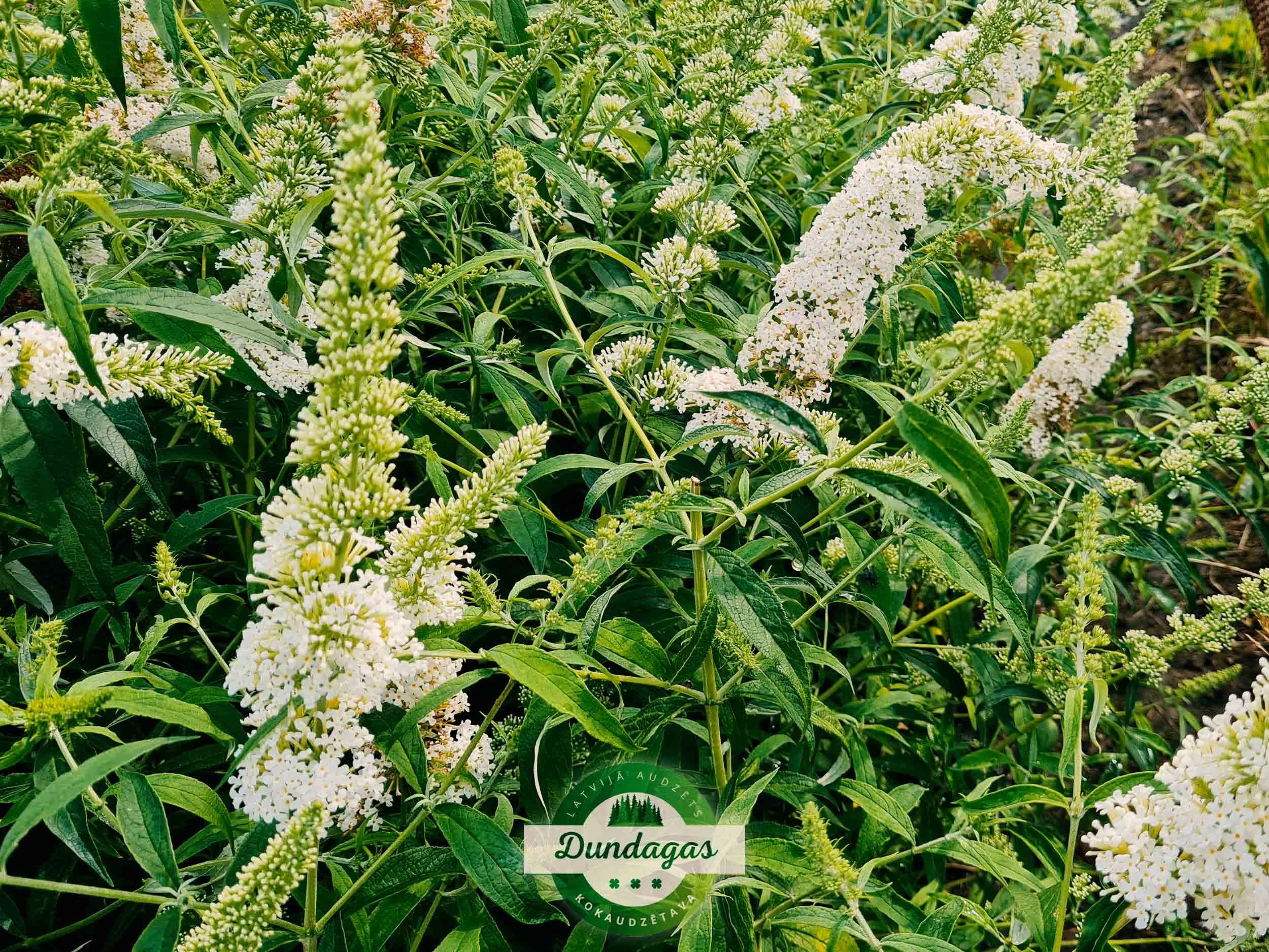 Buddleia_davidii_3.jpg