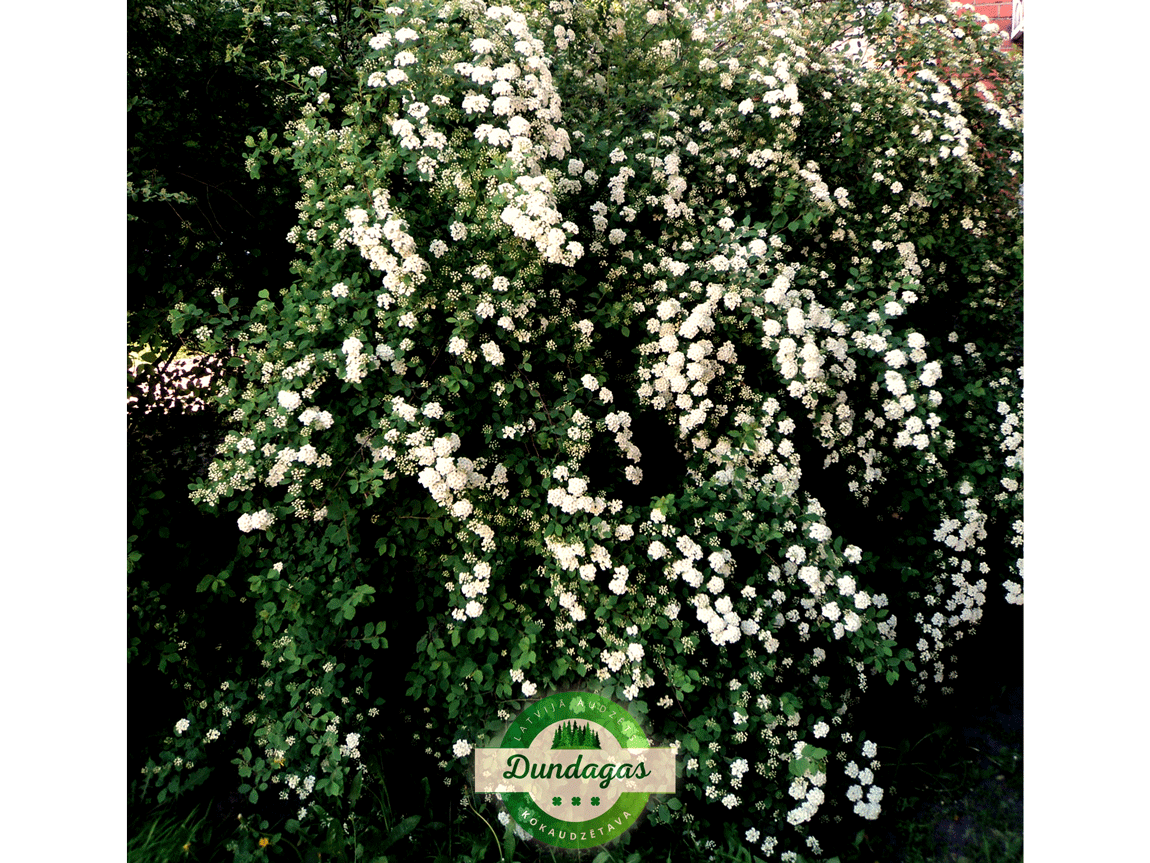 Spiraea_vanhouttei_3.png