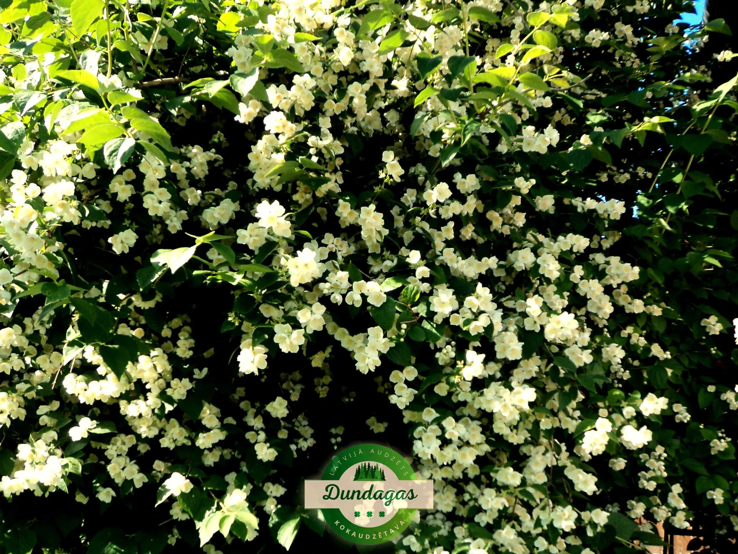 Philadelphus_pubescens_1.jpg
