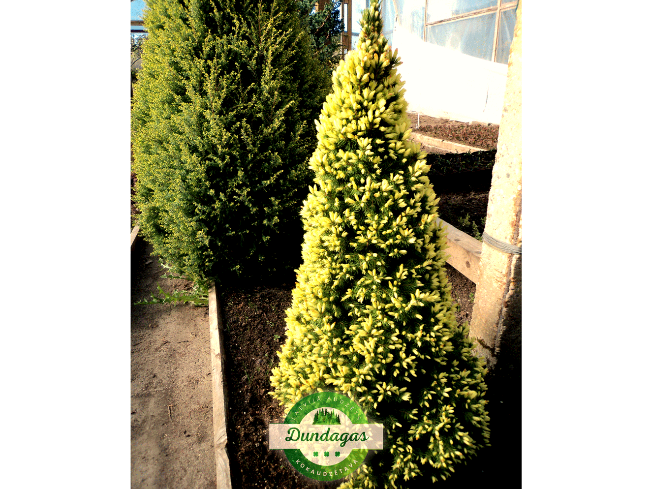 Picea_glauca_Daisy_White.png