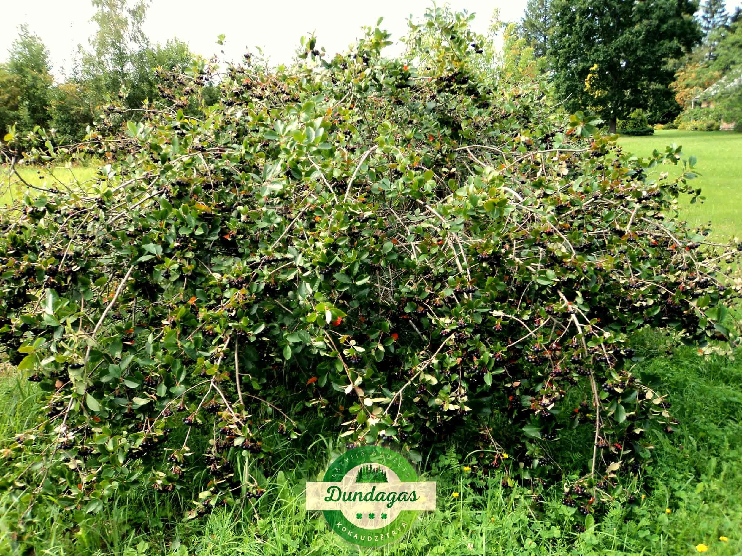 Aronia_prunifolia_1.JPG