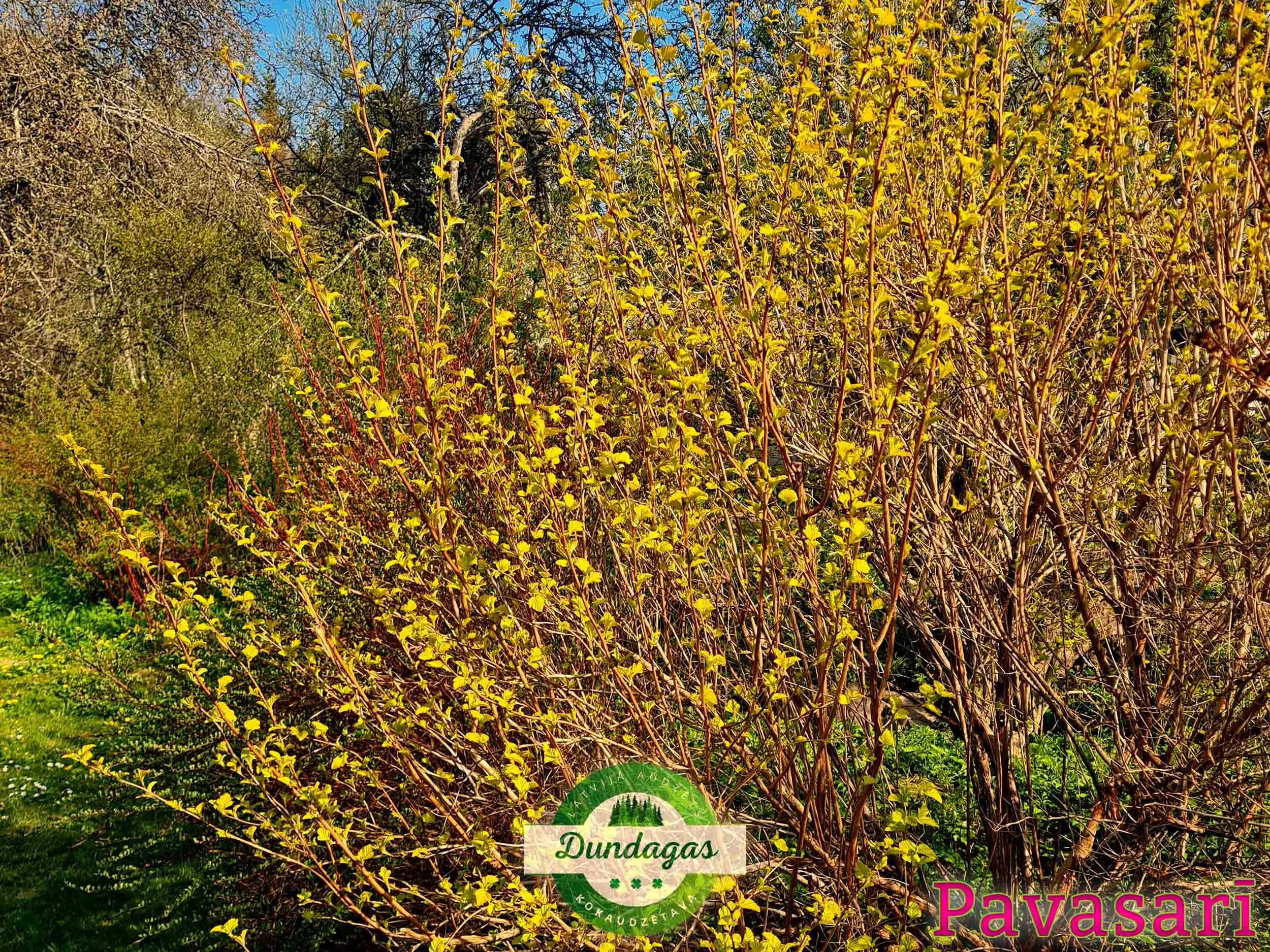 Physocarpus_opulifolius_Luteus_pavasari.jpg