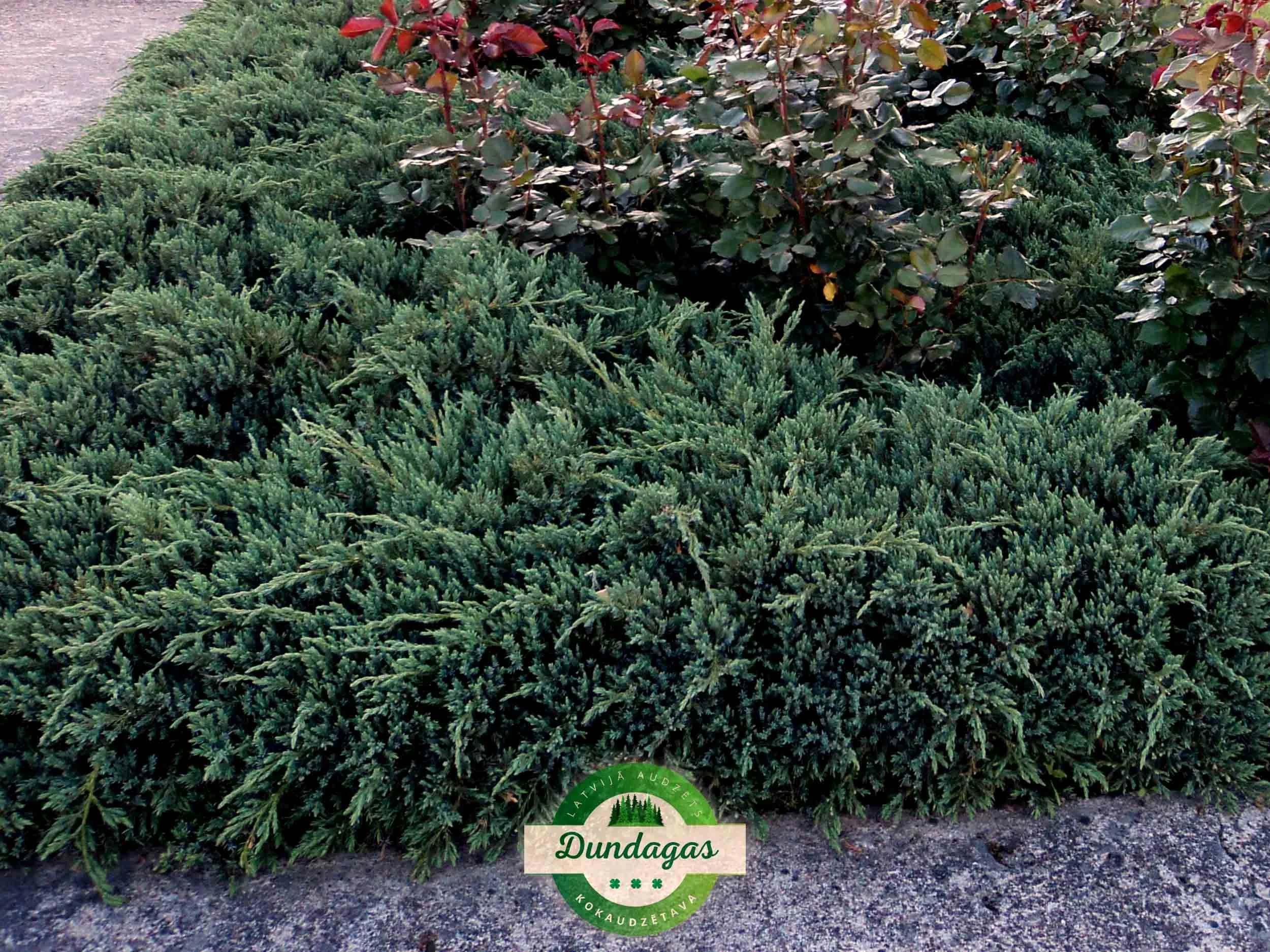 Juniperus_squamata_Blue_Carpet.jpg