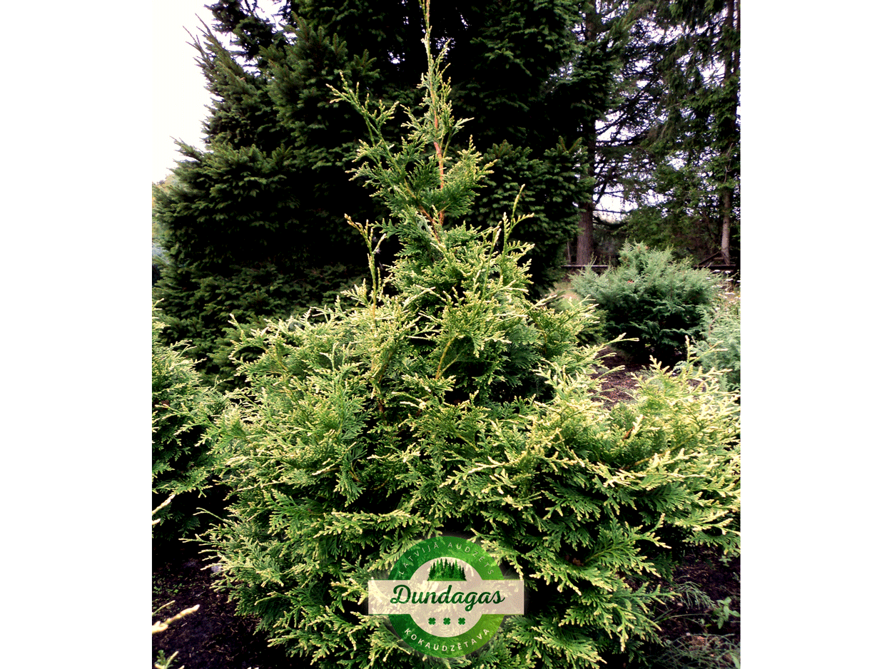 Thuja_occidentalis_Stolwijk_1.png
