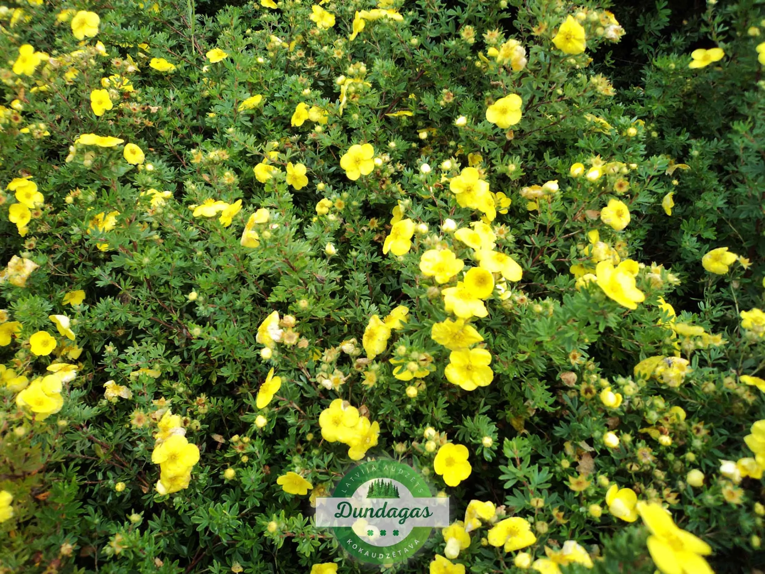 Potentilla_fruticosa_Kobold_2.jpg