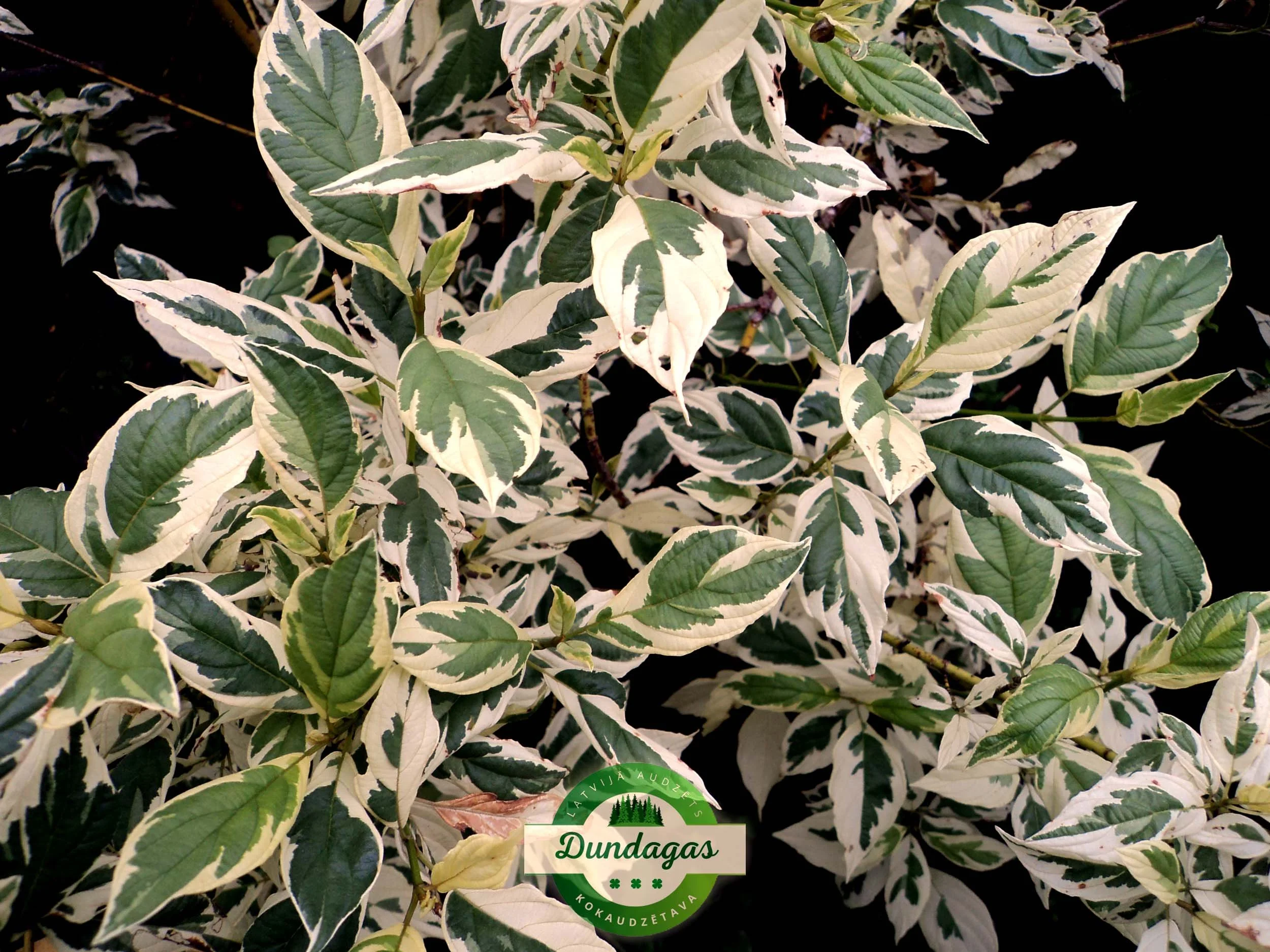 Cornus_sericea_White_Gold_2.jpg