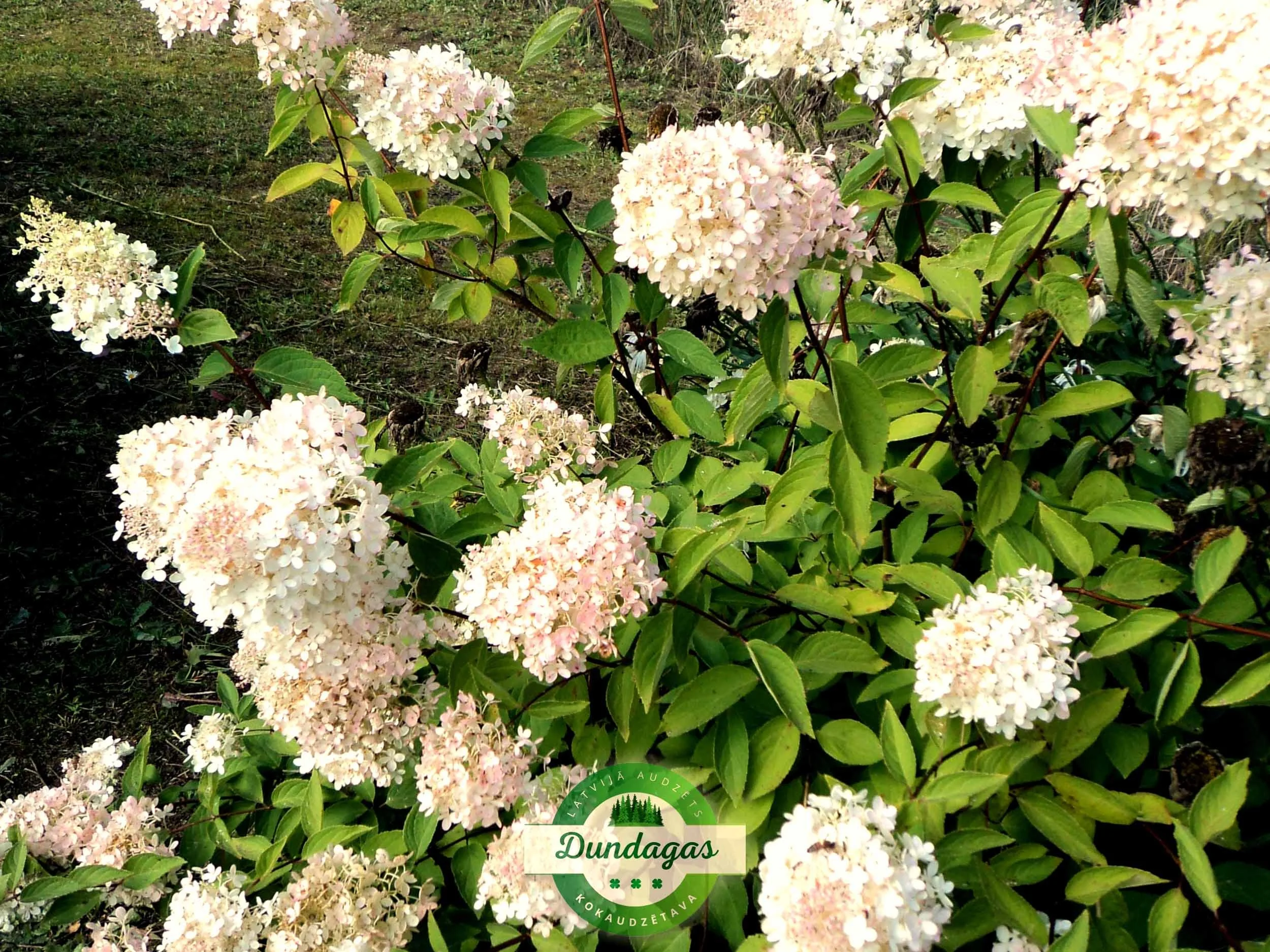 Hydrangea_paniculata_Grandiflora_1.jpg